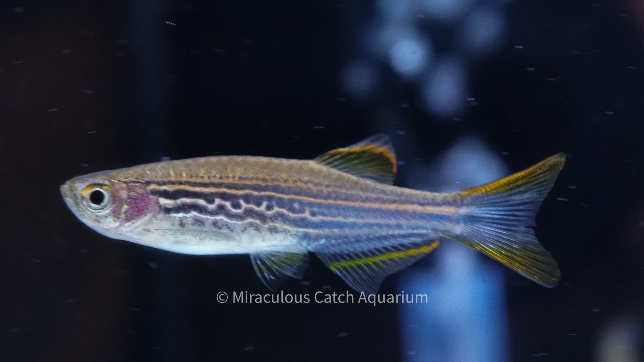 Kyathit Danio
