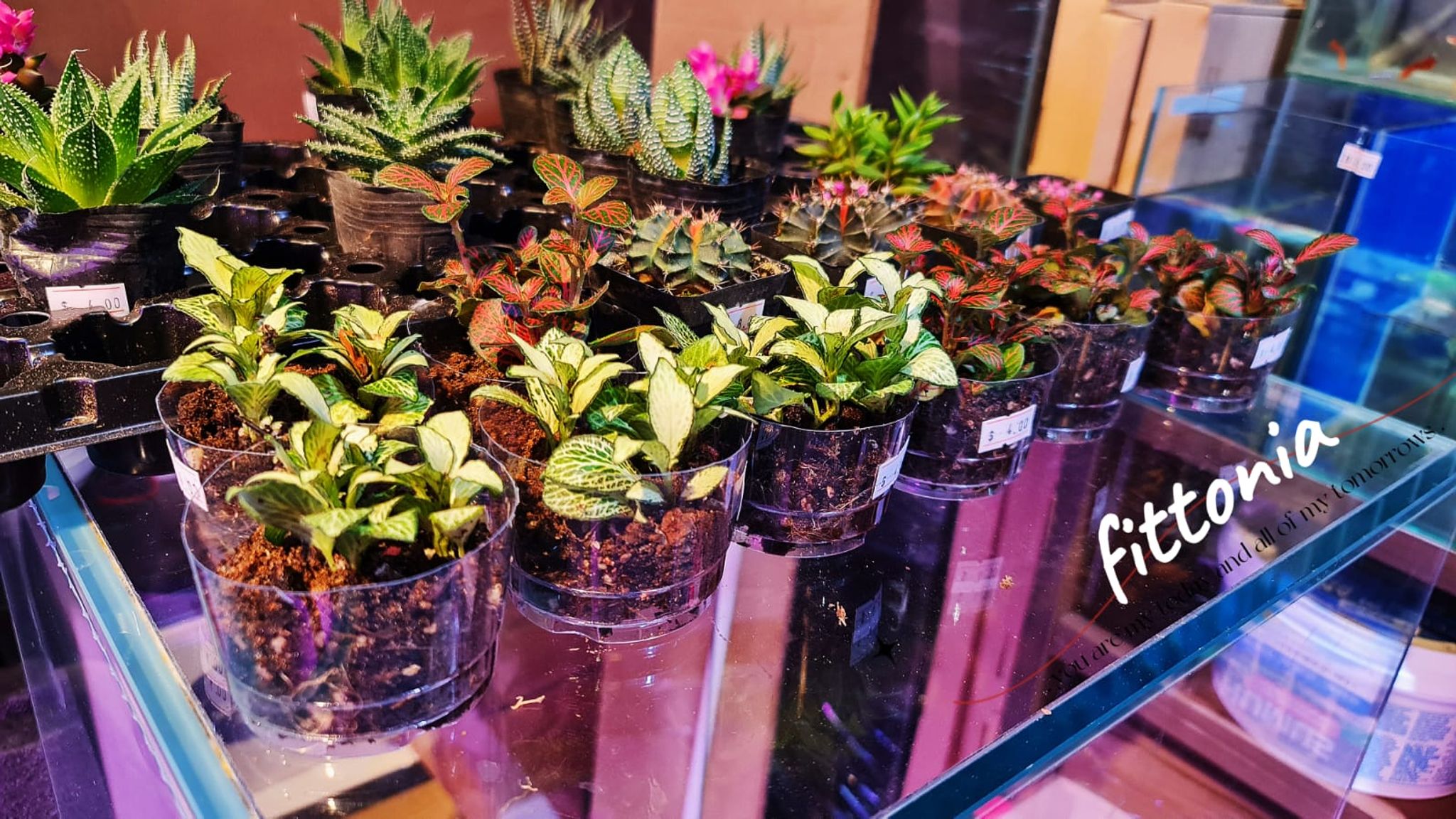 Fittonia Plant