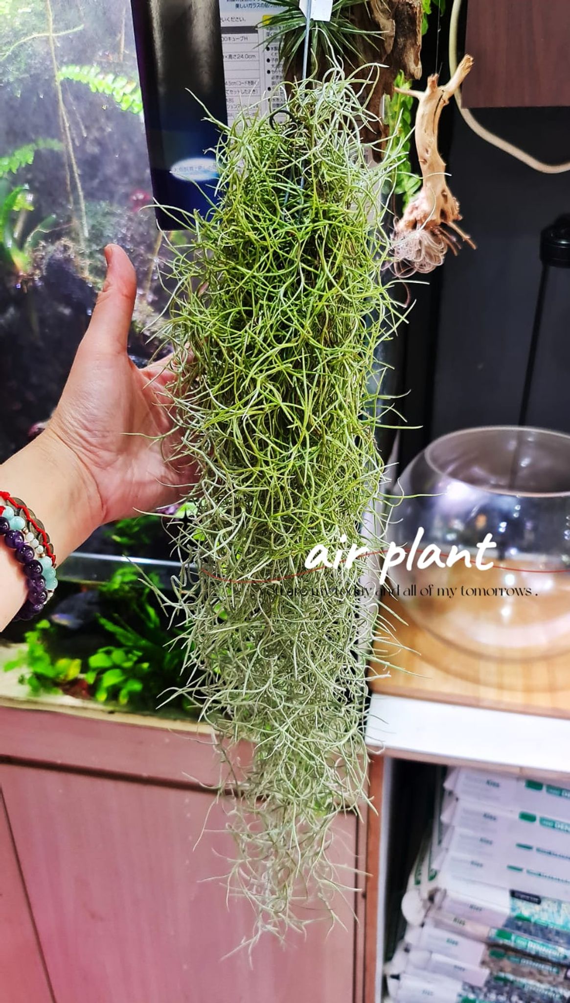Air Plants