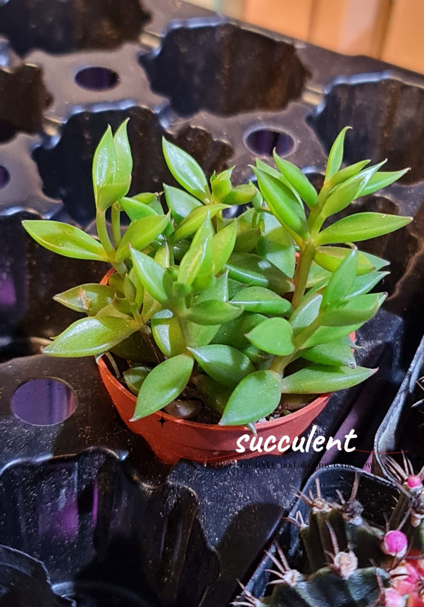 Succulent