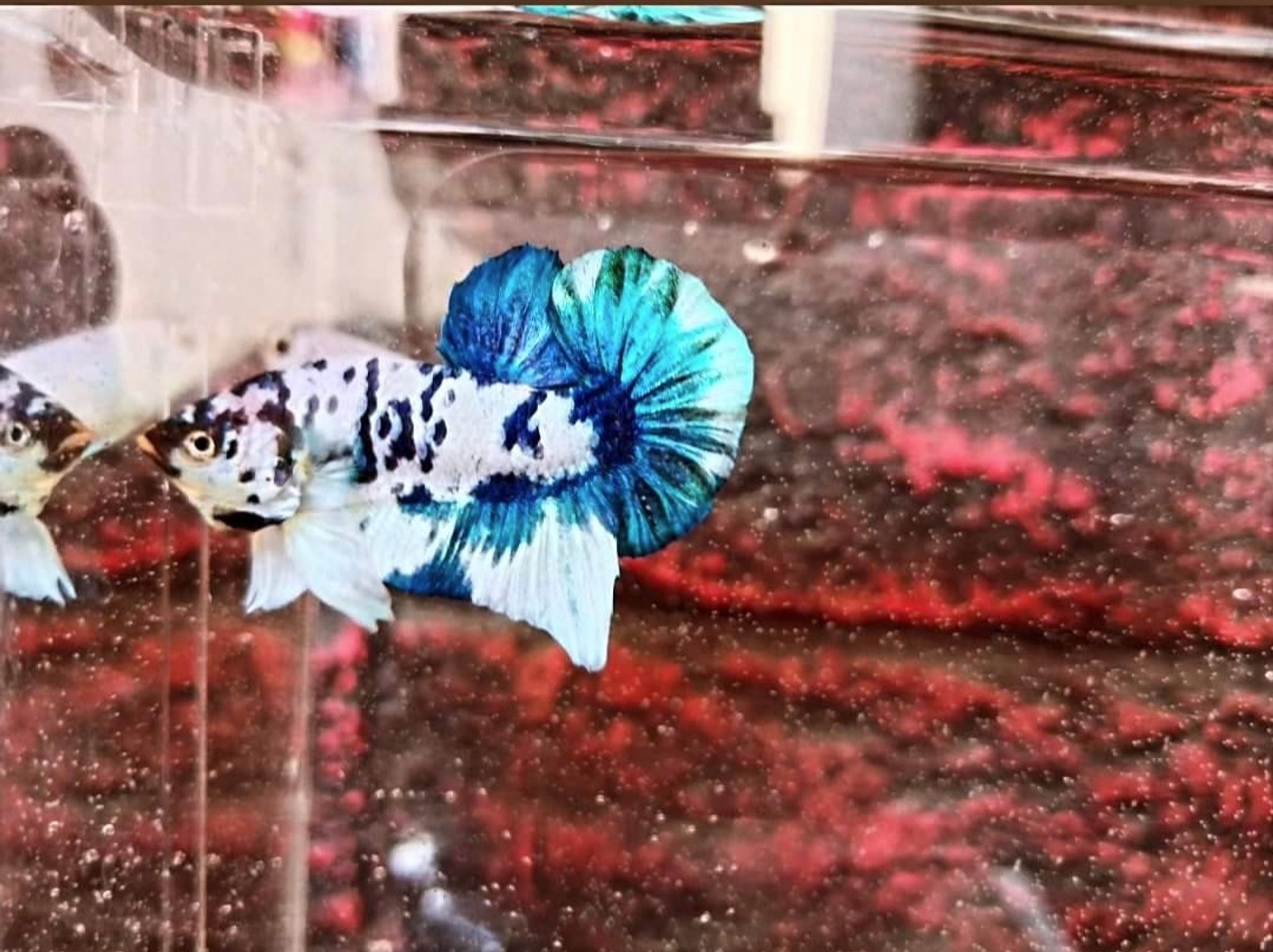 marble dot-dot blue