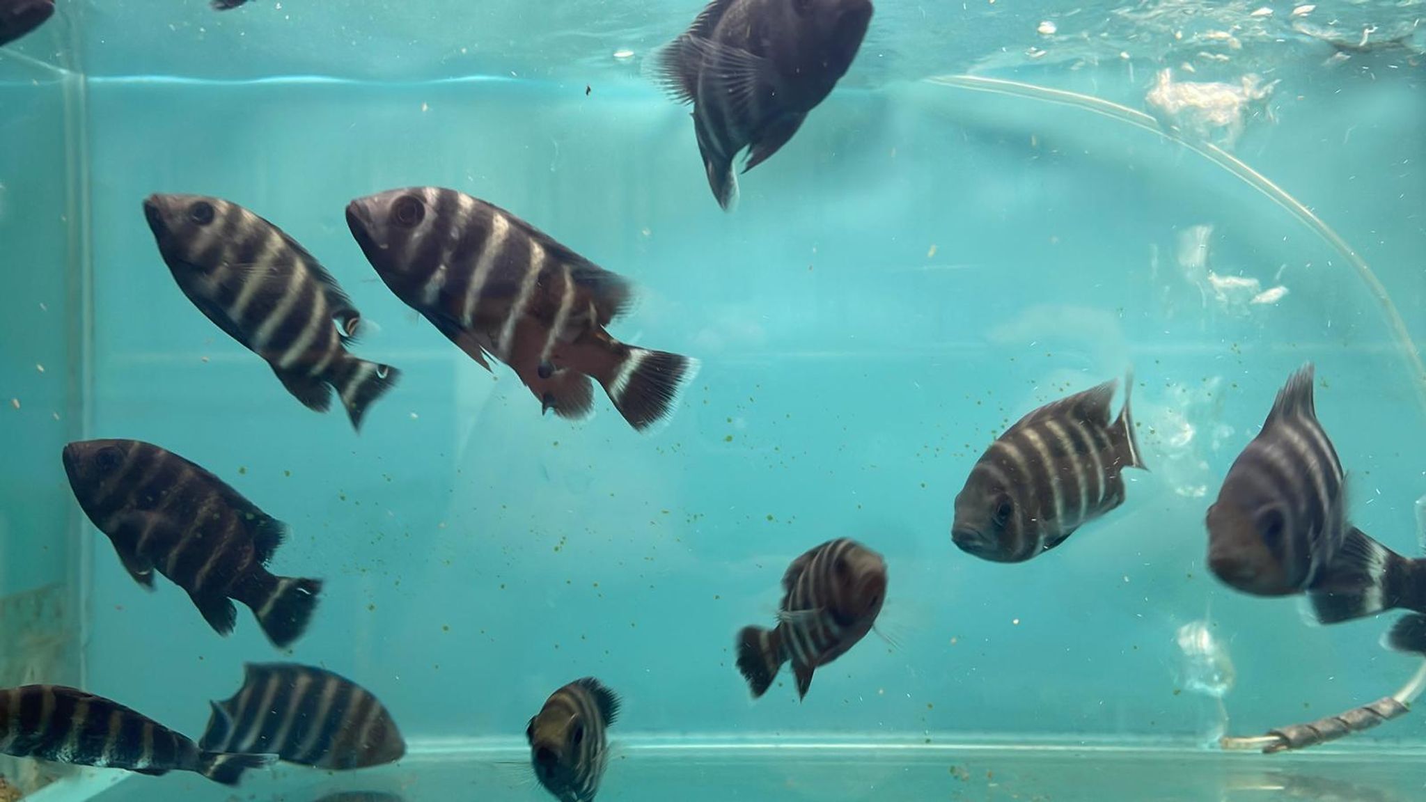 Cichlid (CC3211)