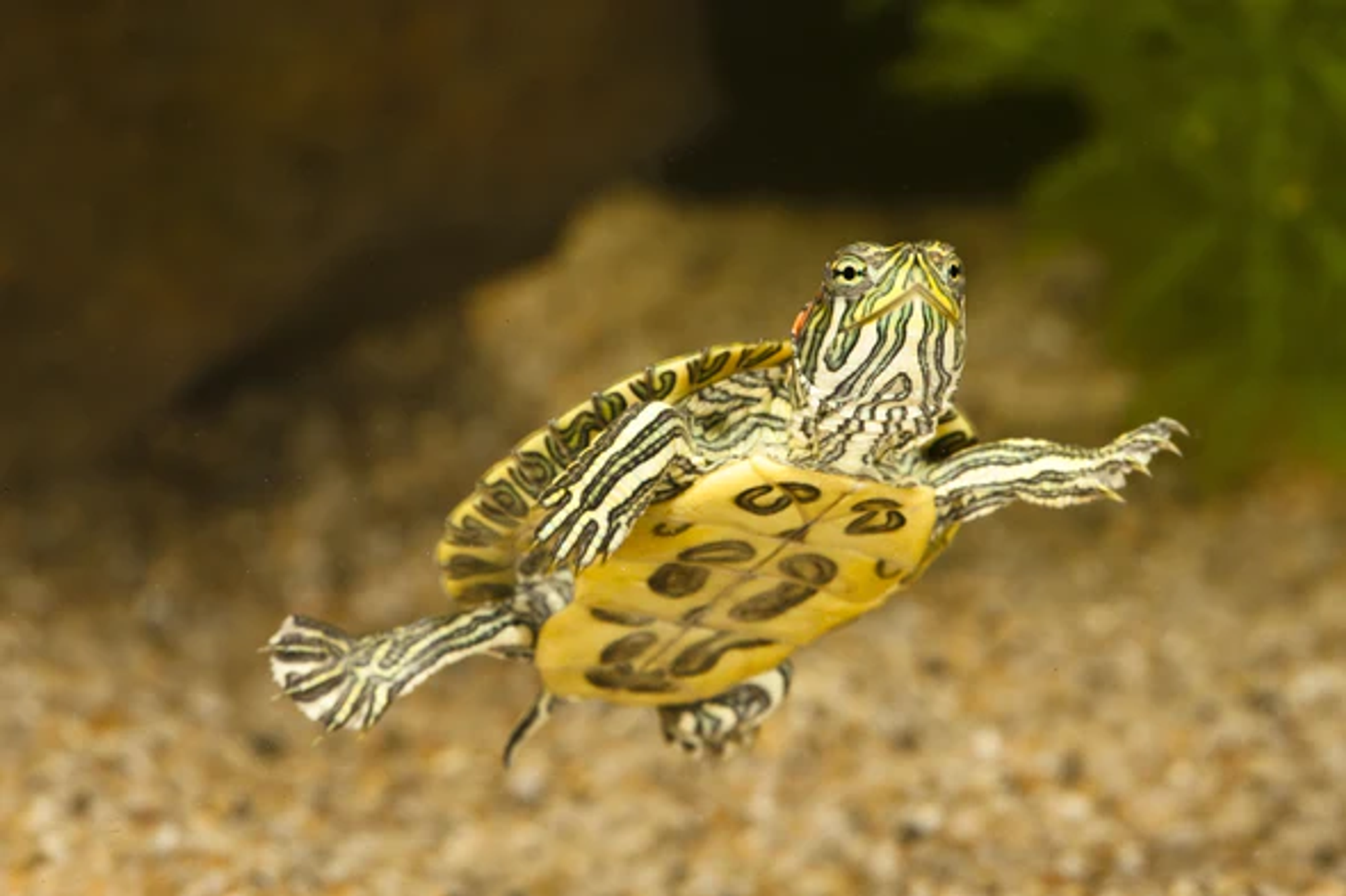 Trachemys Scripta Elegans