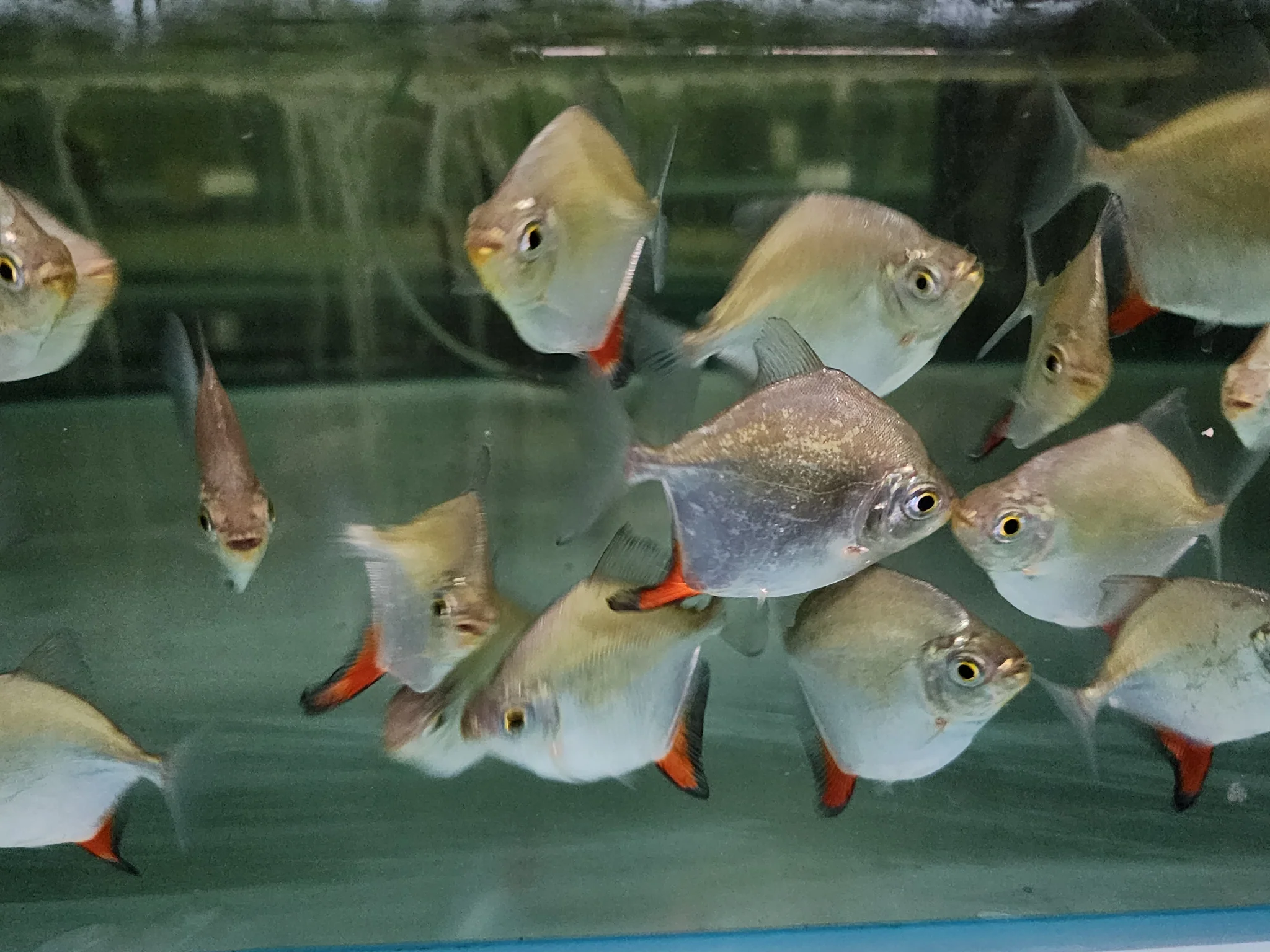 Red hook pacu 6-7cm