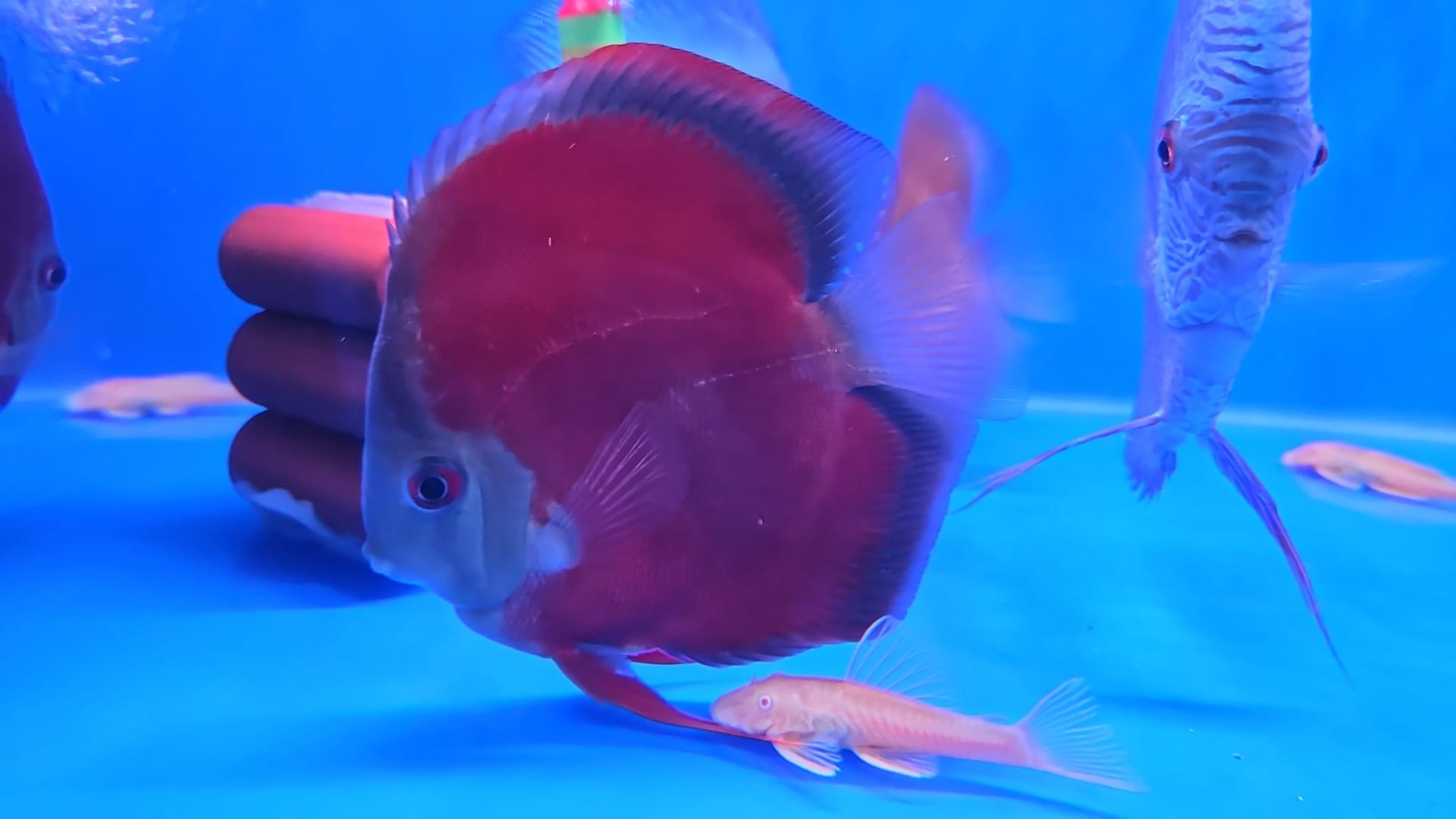 Sun Merah Discus