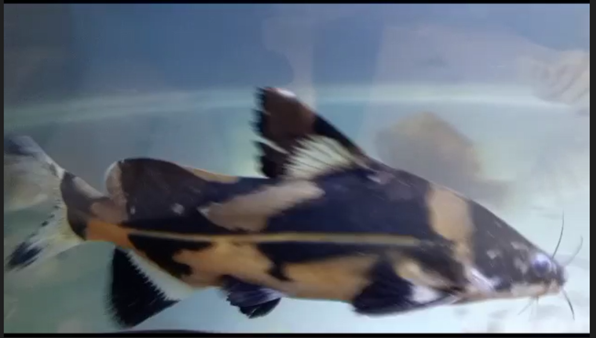 Marble Lancer catfish