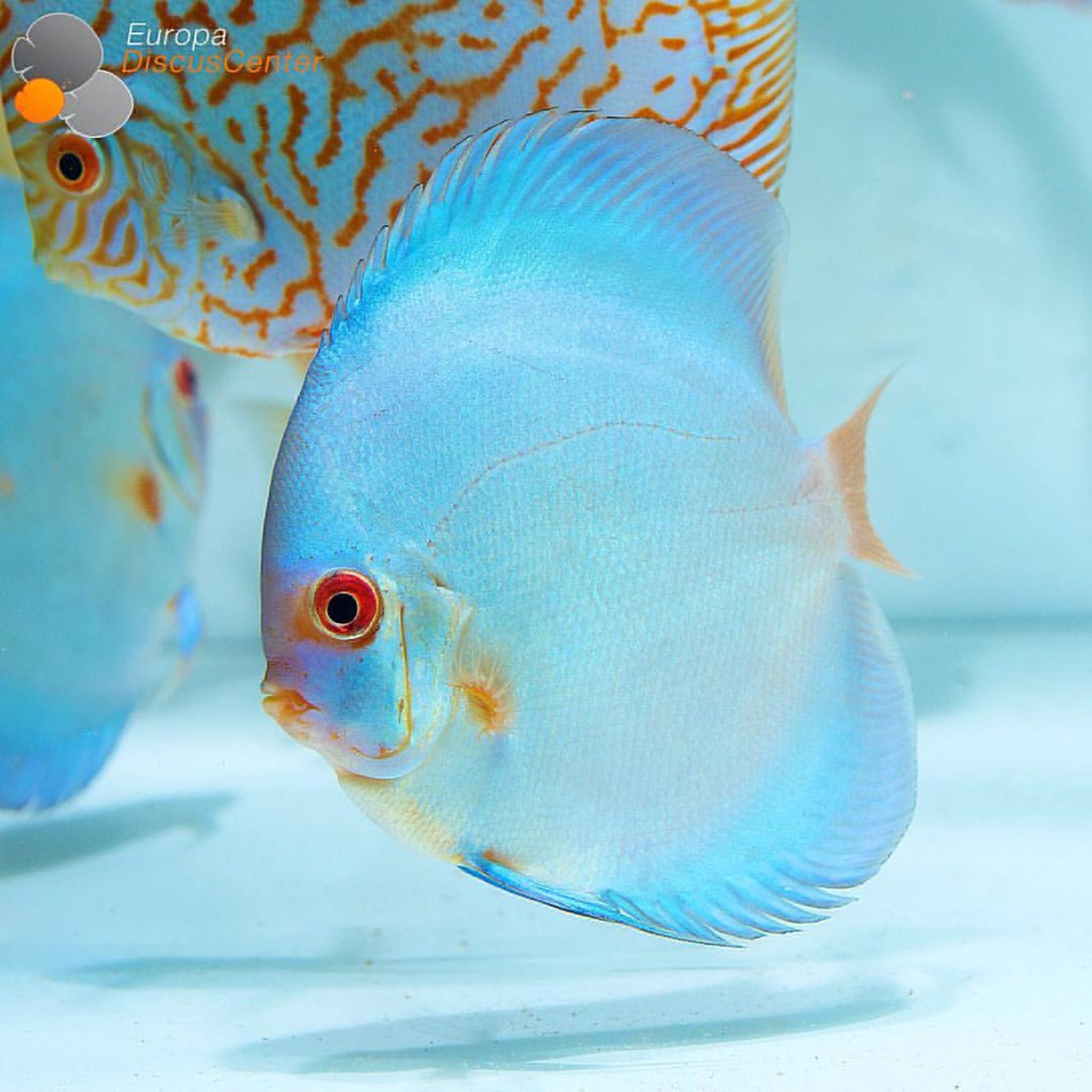 Juvenile blue diamond discus