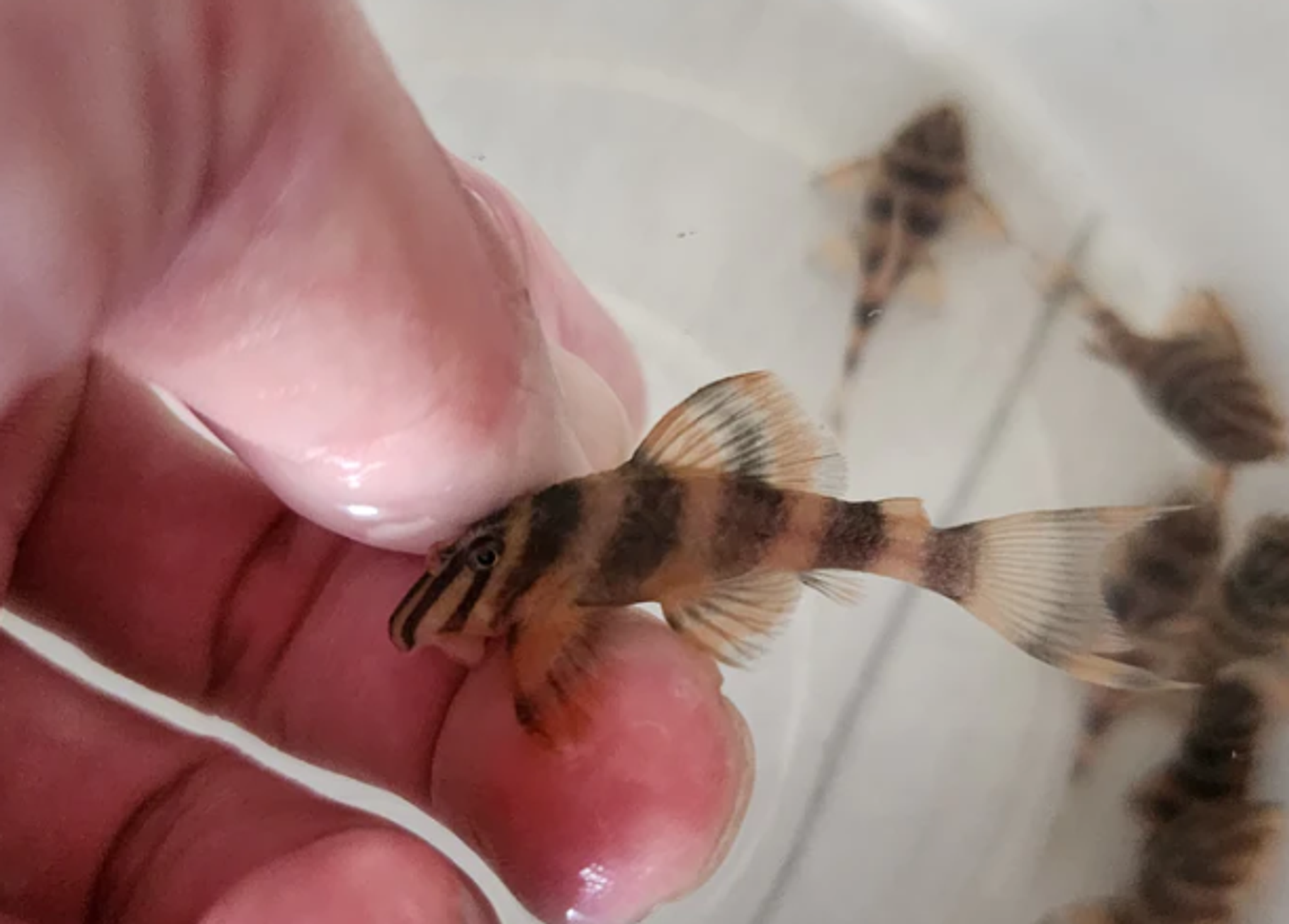 Pleco L306 4-4.5cm