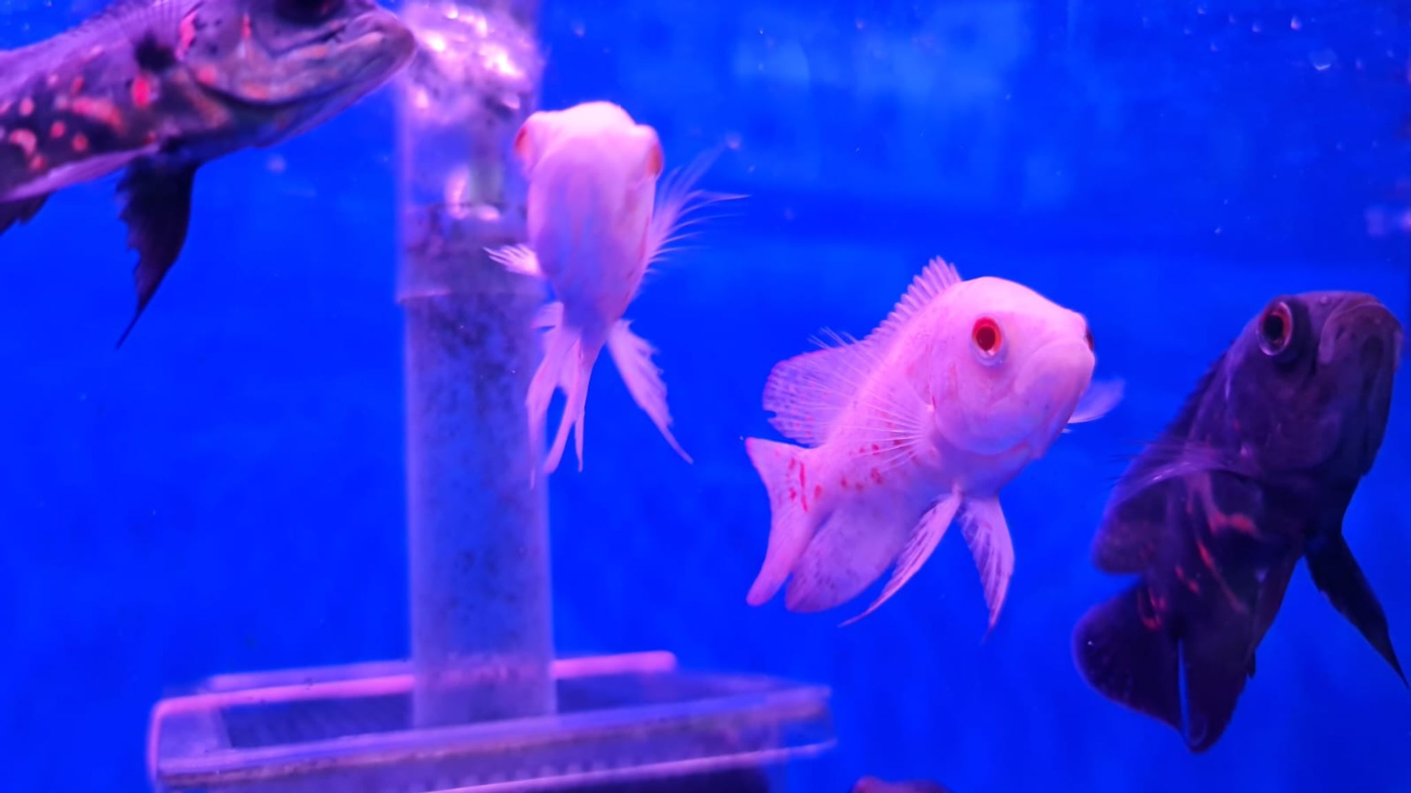 Albino tiger oscar