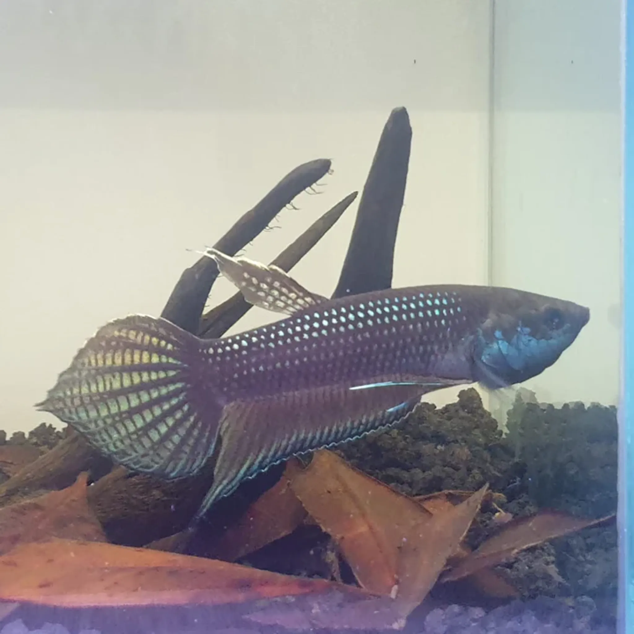 Betta Cracens