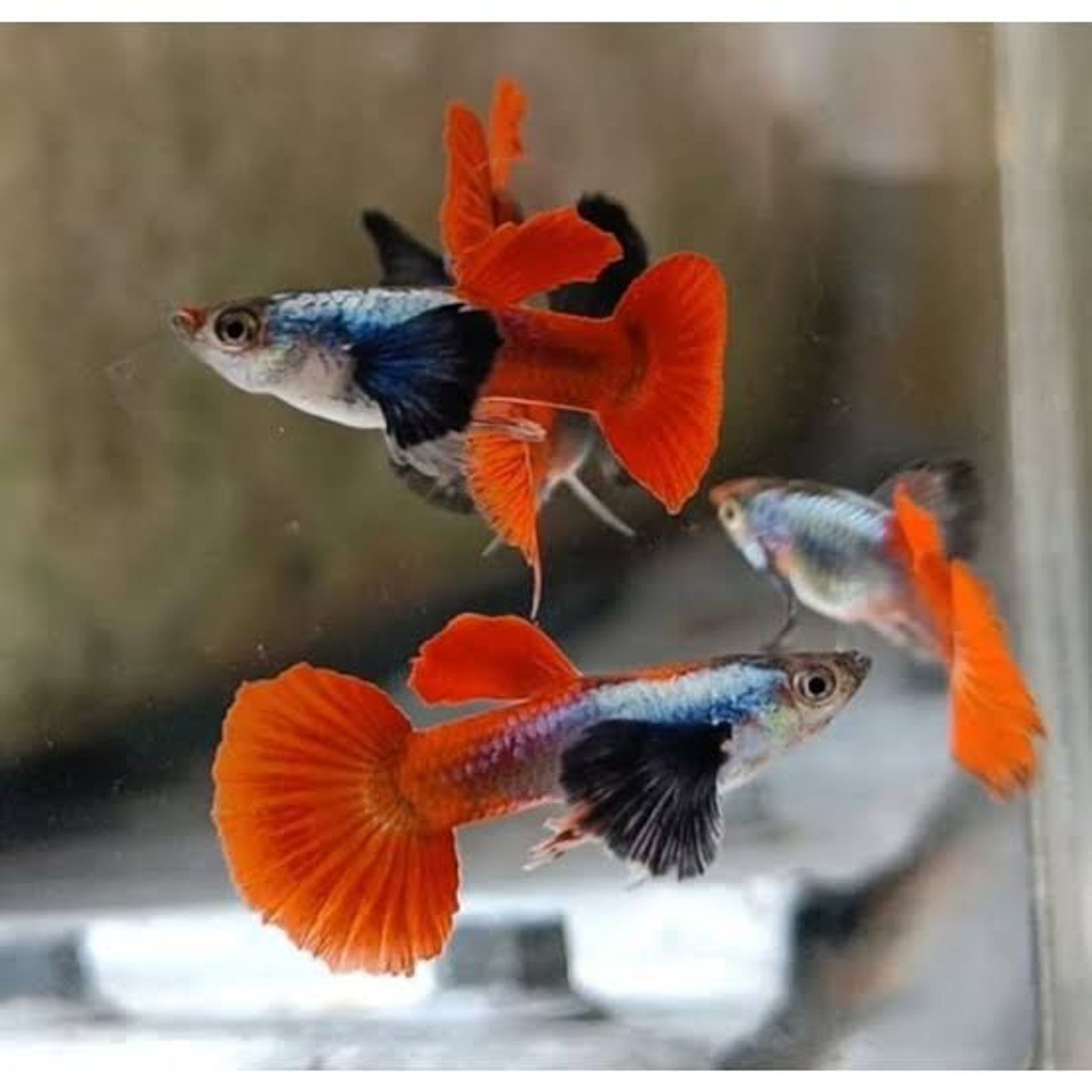 Guppy Prtde