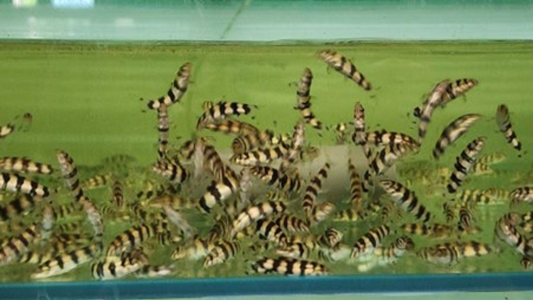 Botia kubotai 5cm