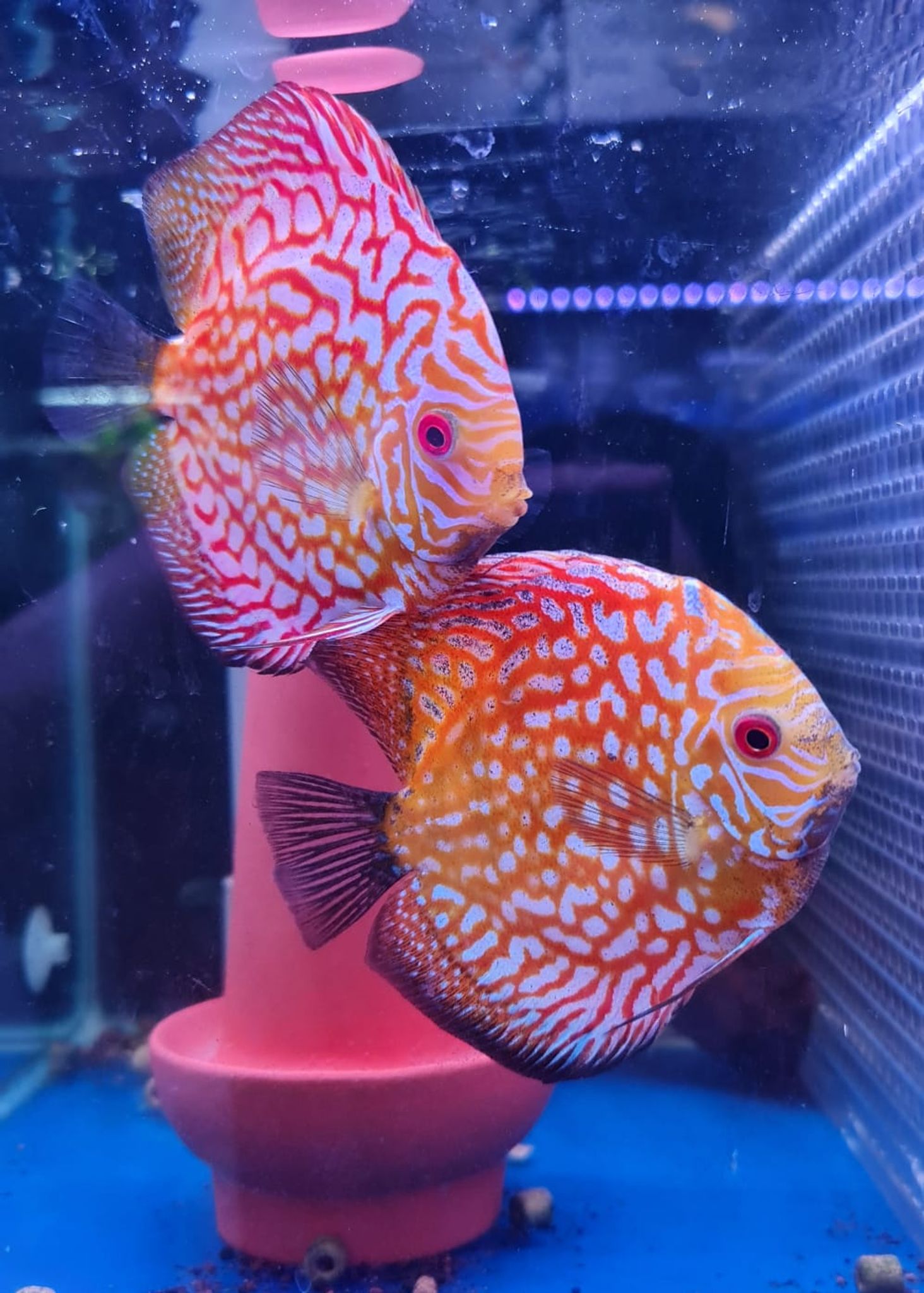 Red Pigeon Blood Discus (pair)