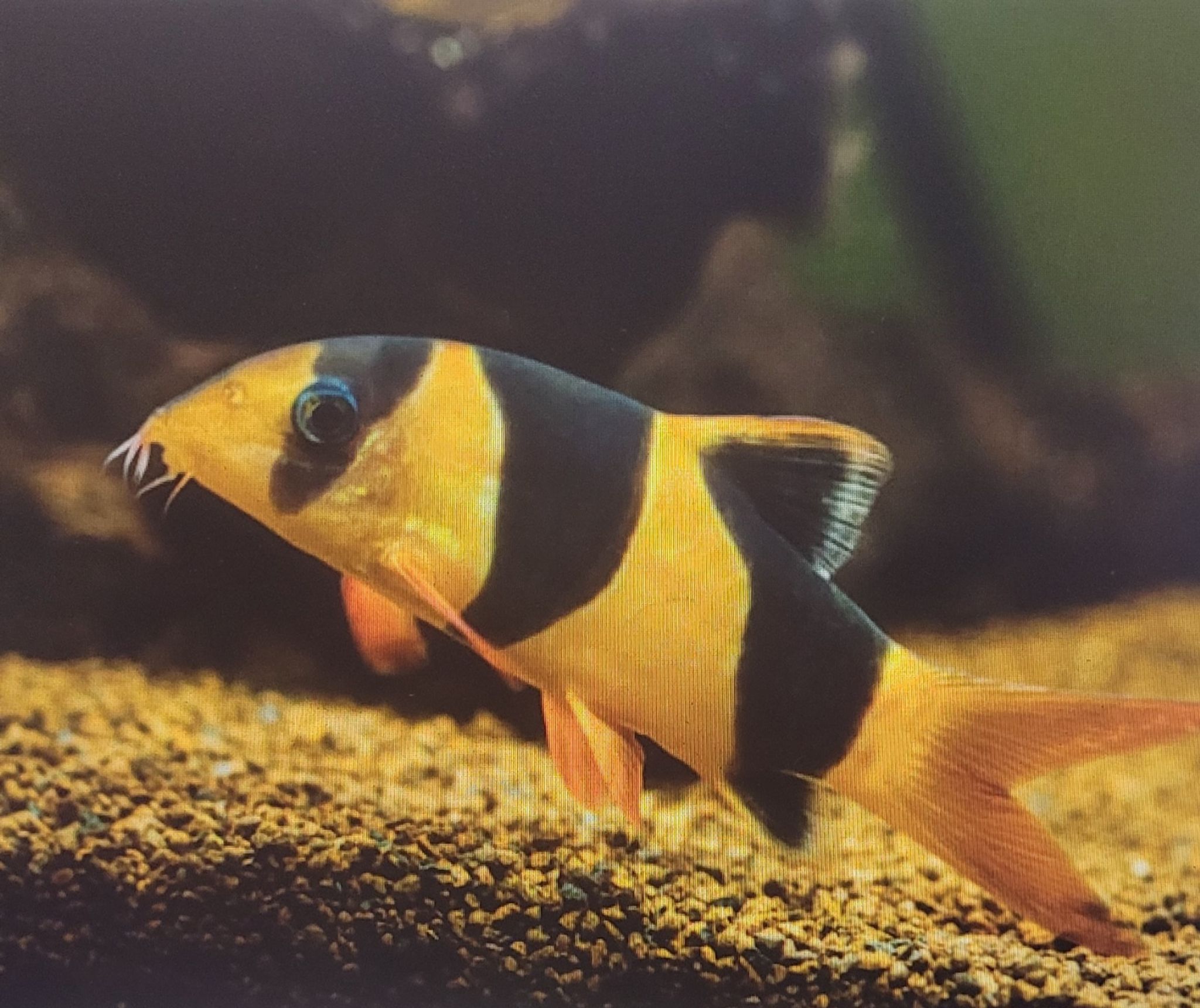 Clown Loach