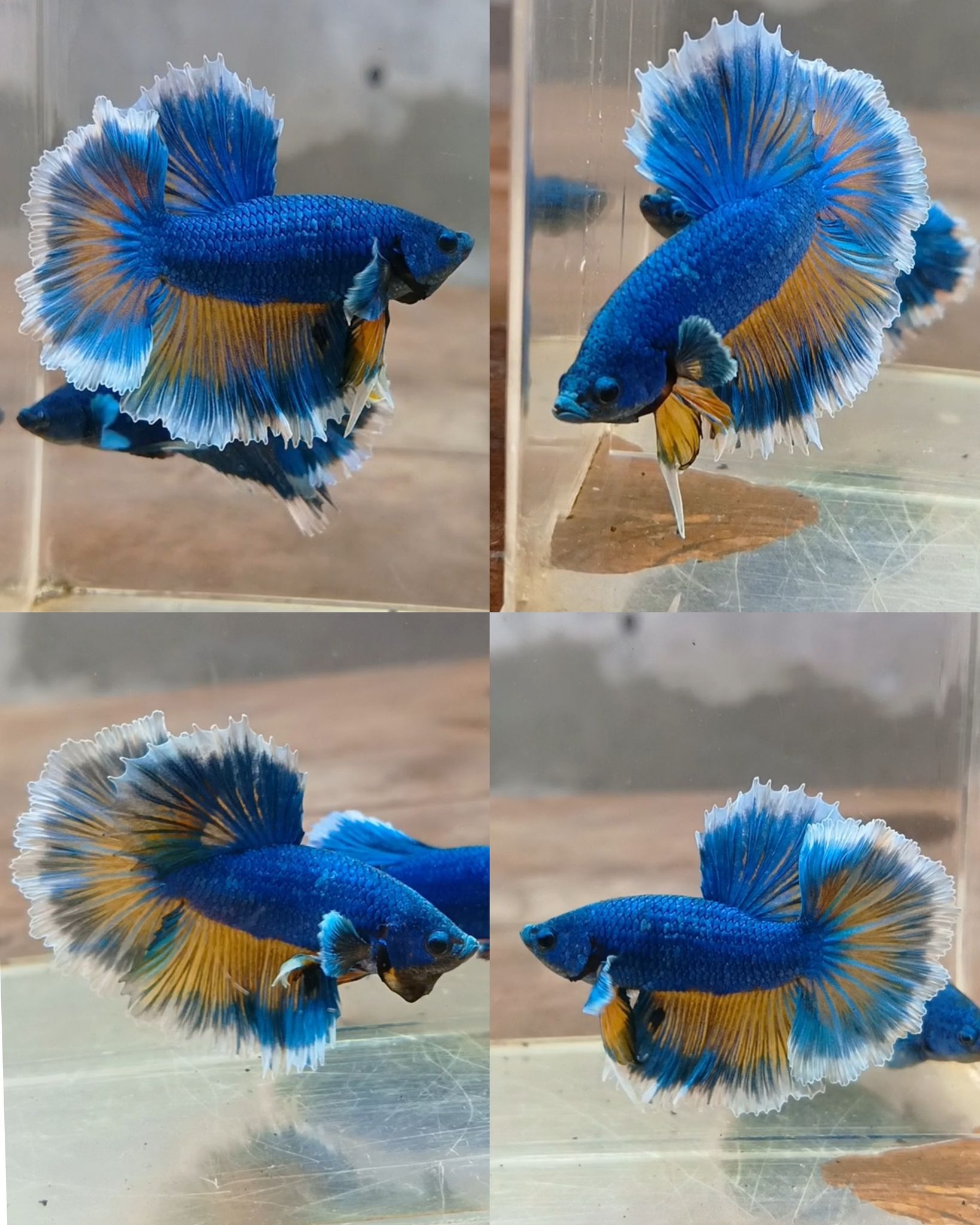 Halfmoon ROSETAIL BETTAFISH 