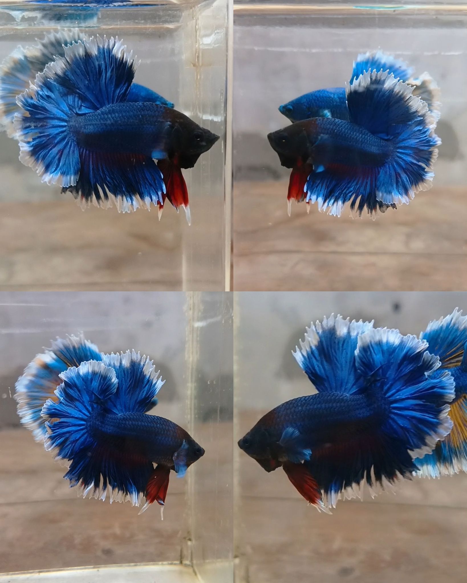 Halfmoon feathertail Betta fish 