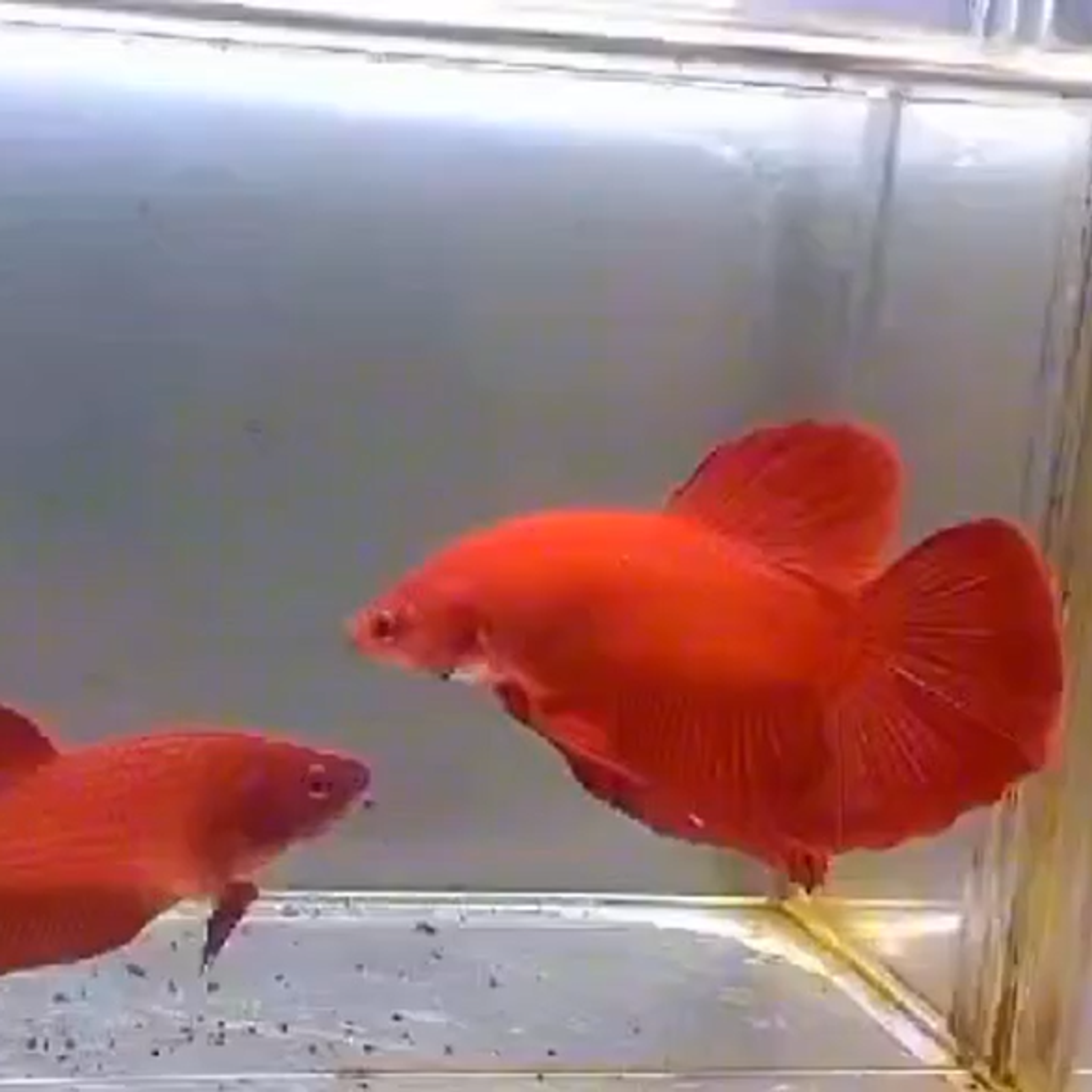 Giant Halfmoon super red