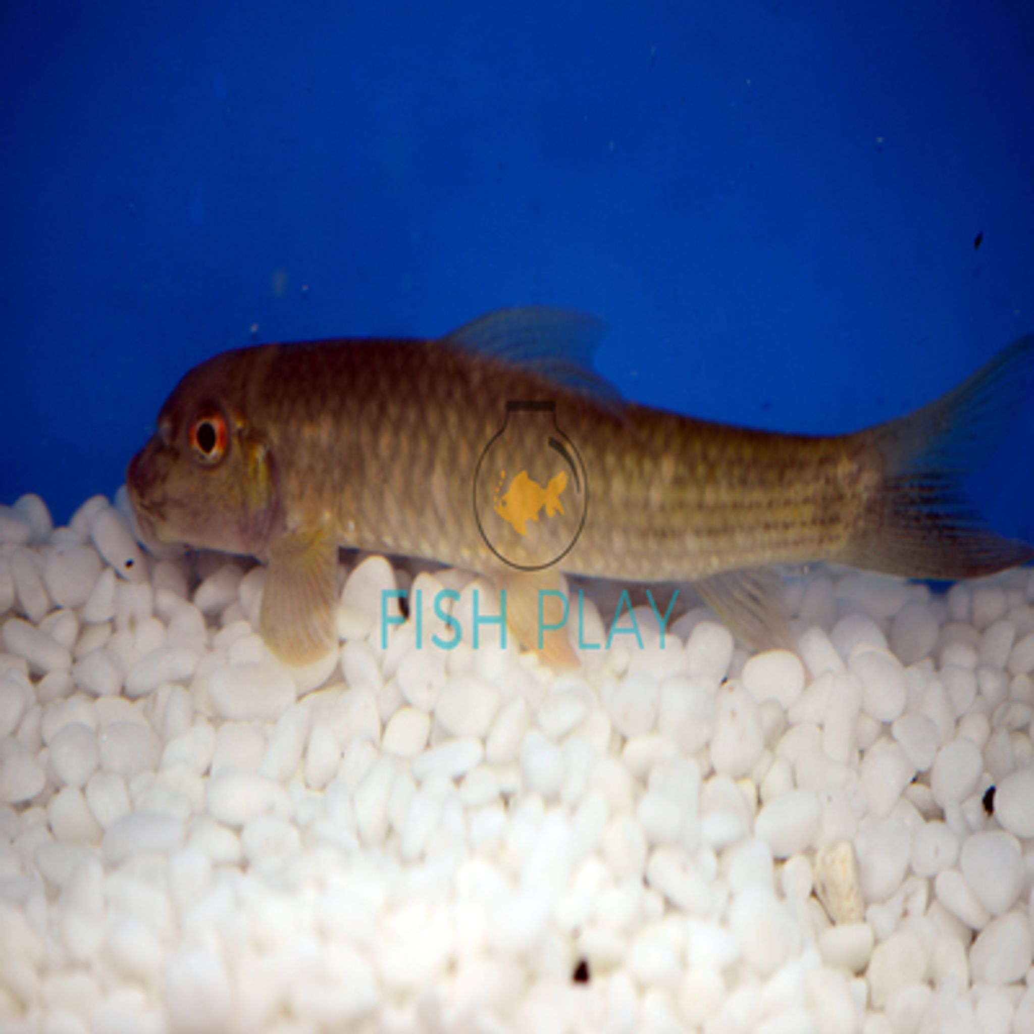 Algae Eater-Assorted