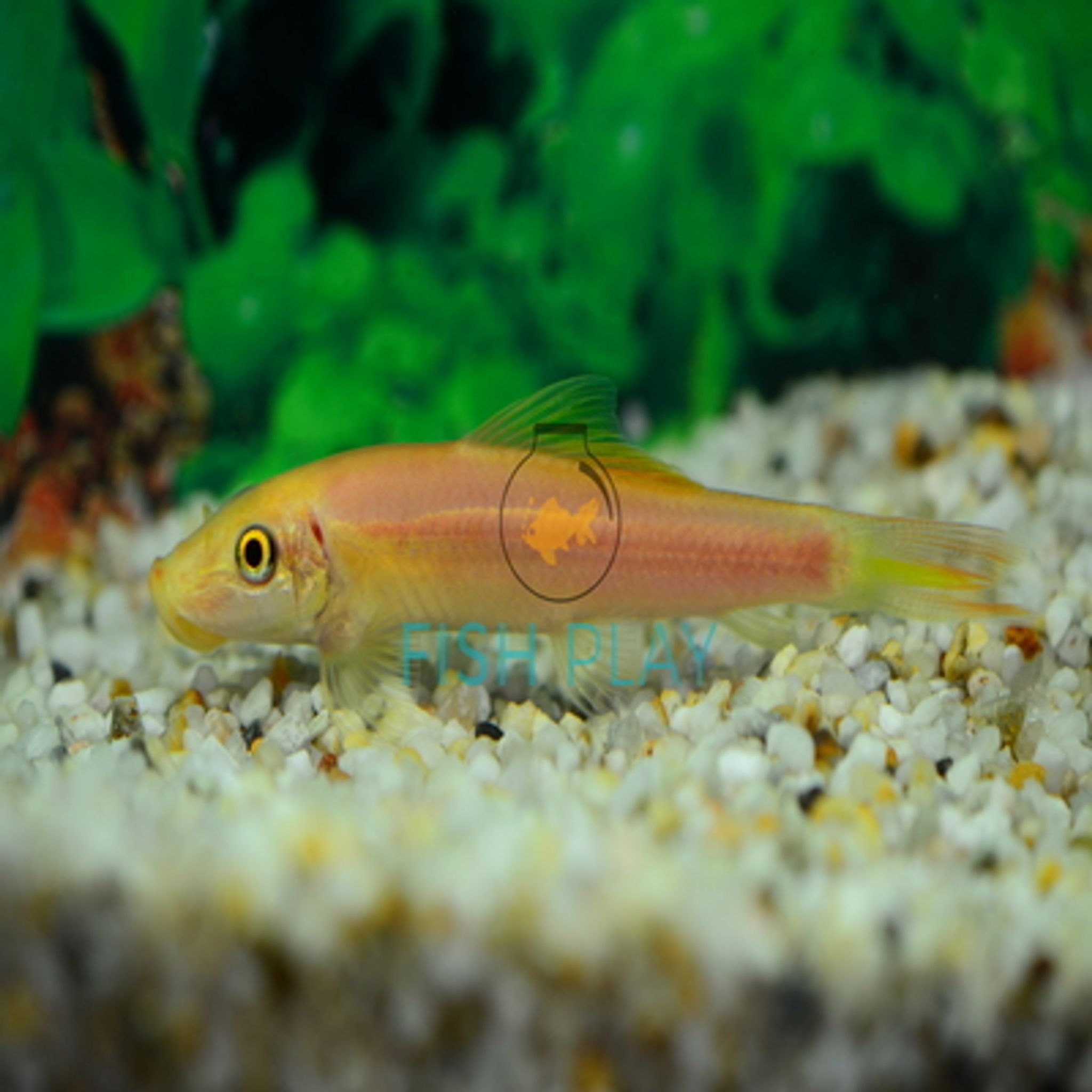 Gold Algae Eater