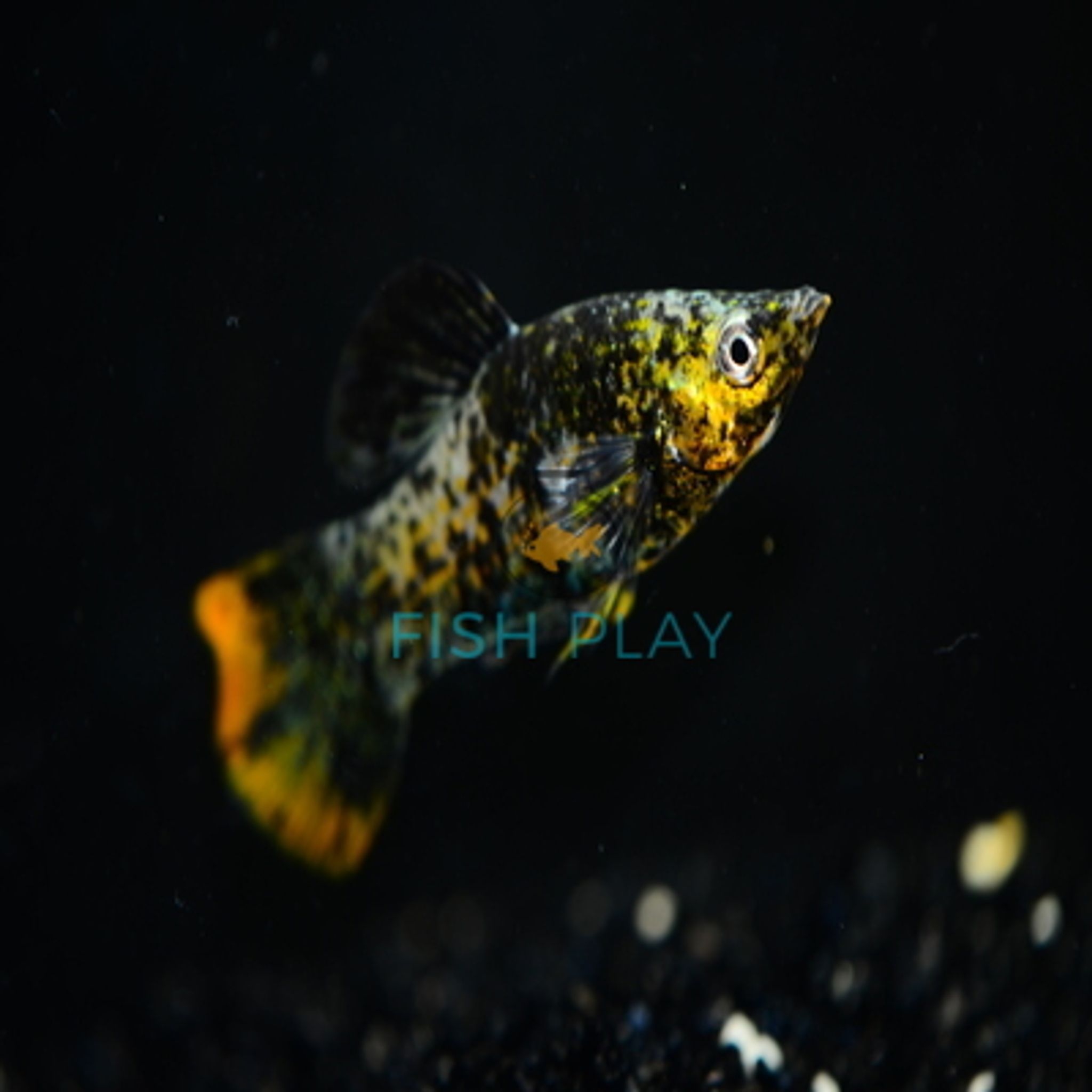 ORANGE TAIL MARBLE MOLLY (10PCS)