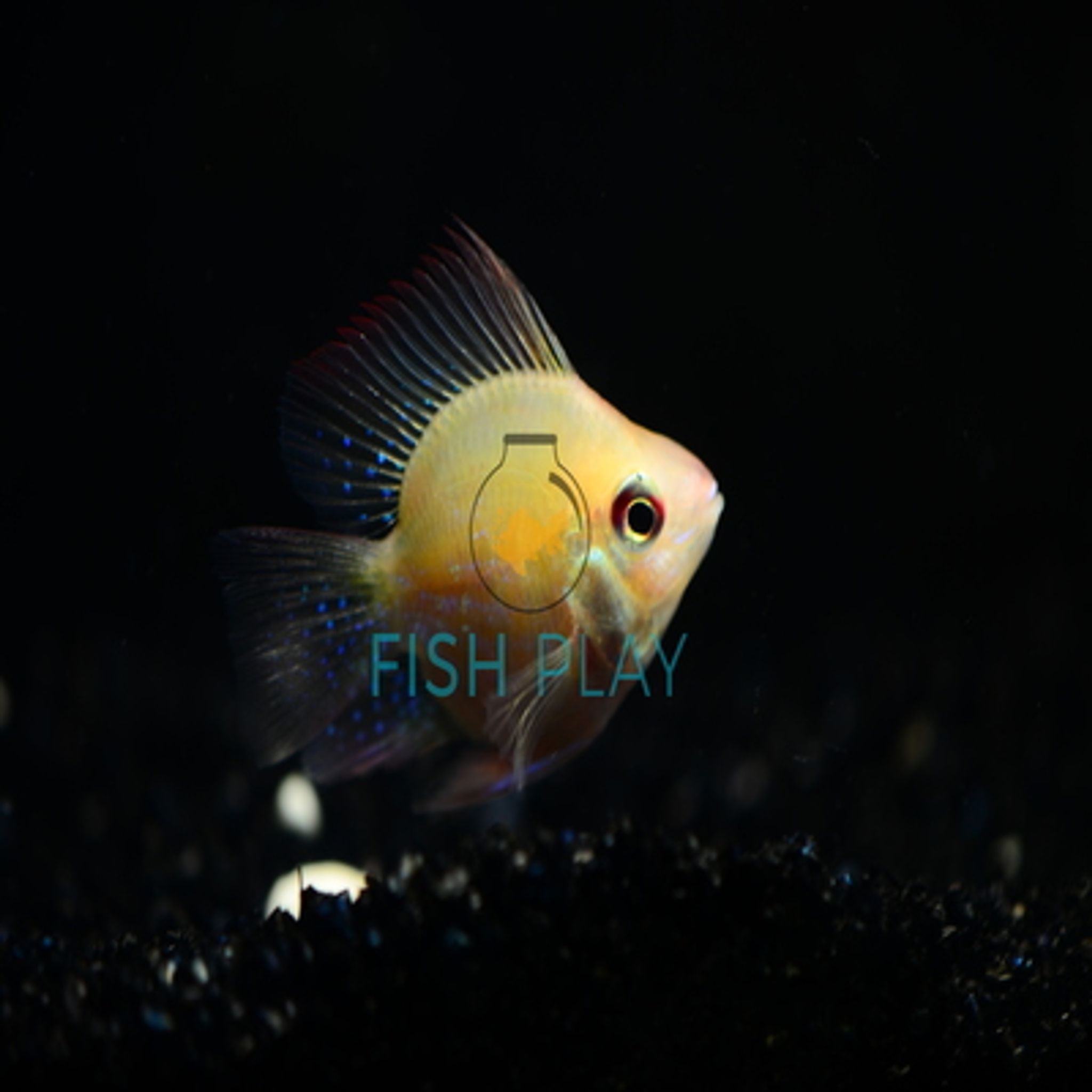 Gold Balloon Ram