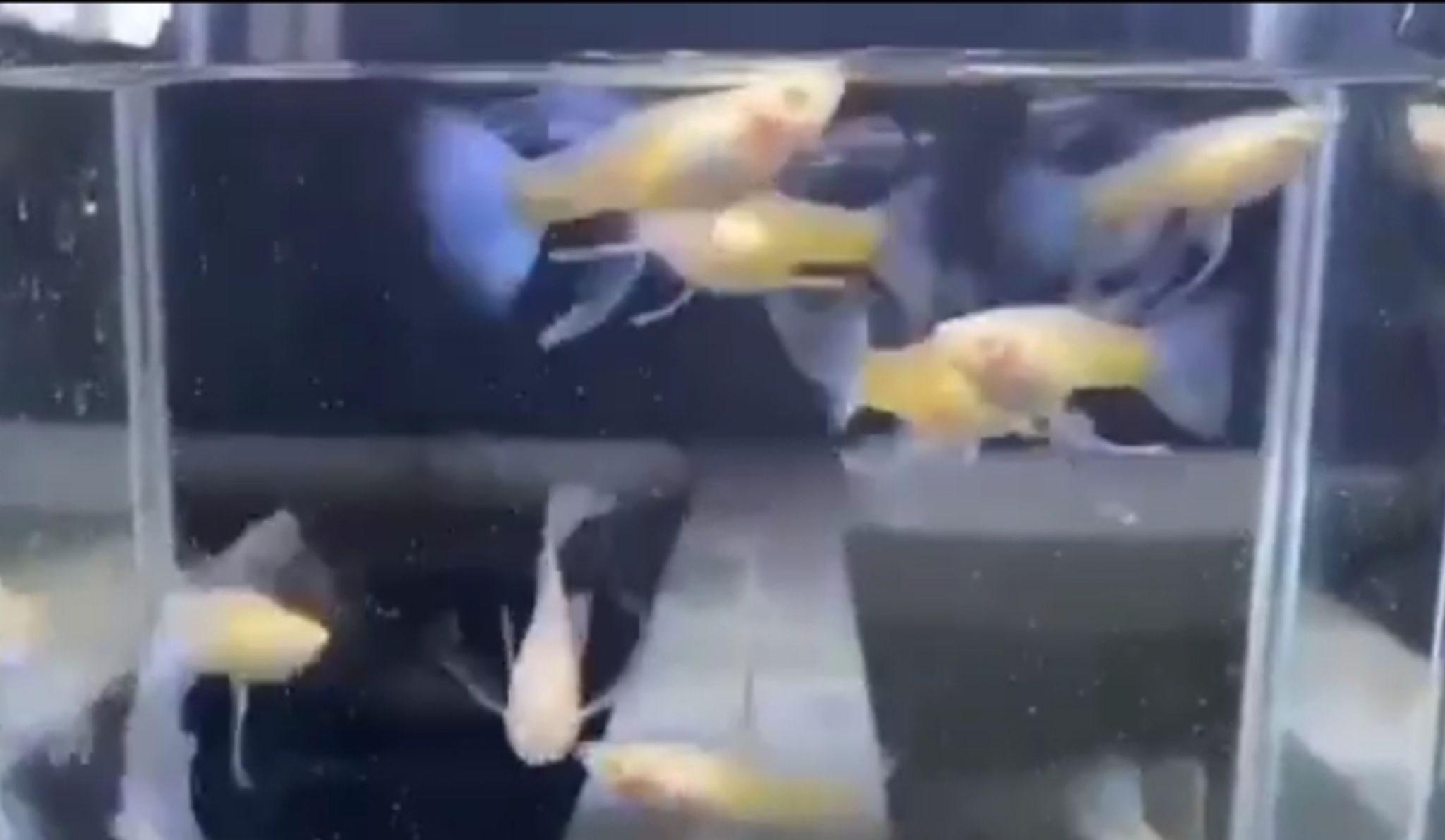 Albino blue topaz big fin C