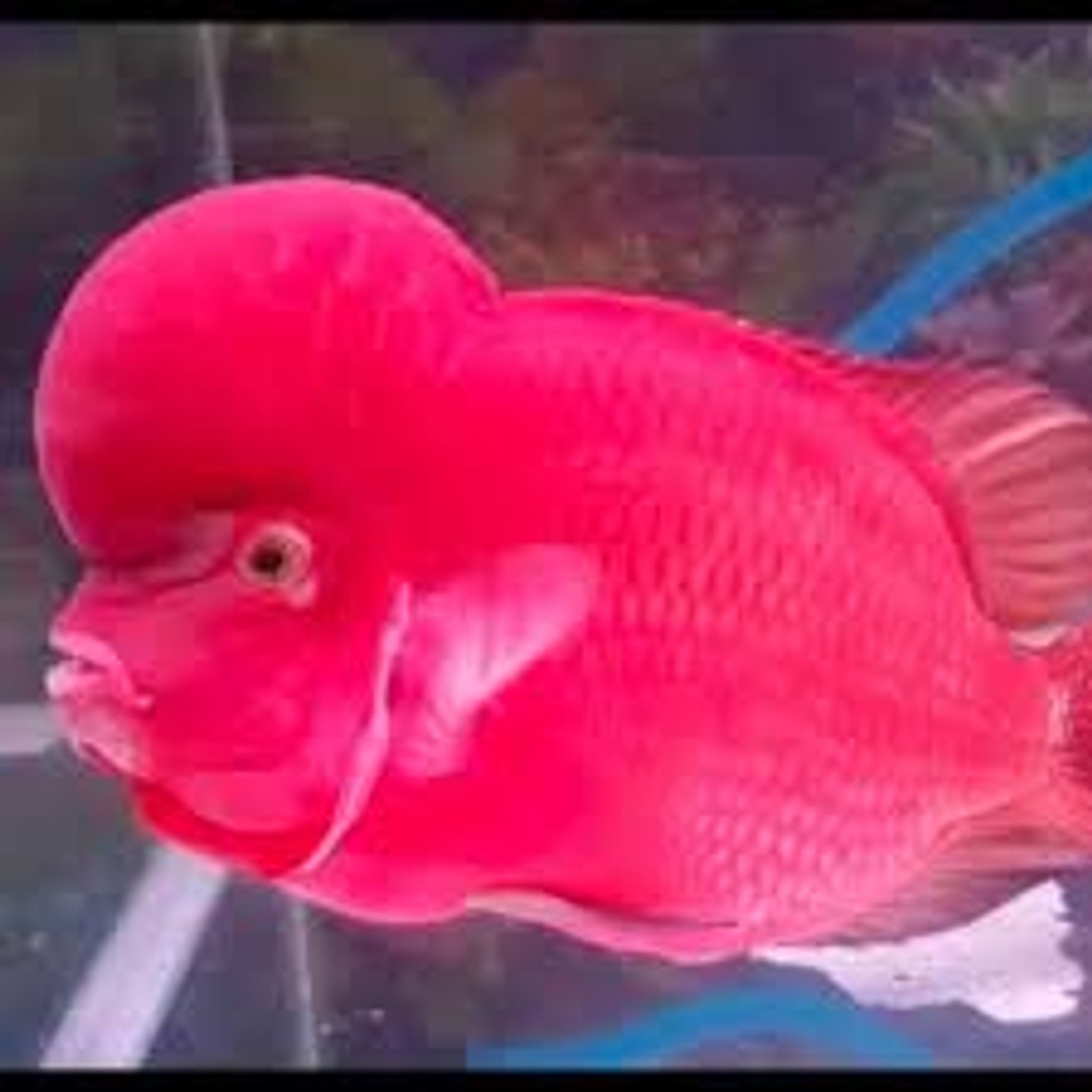 red magma flowerhorn