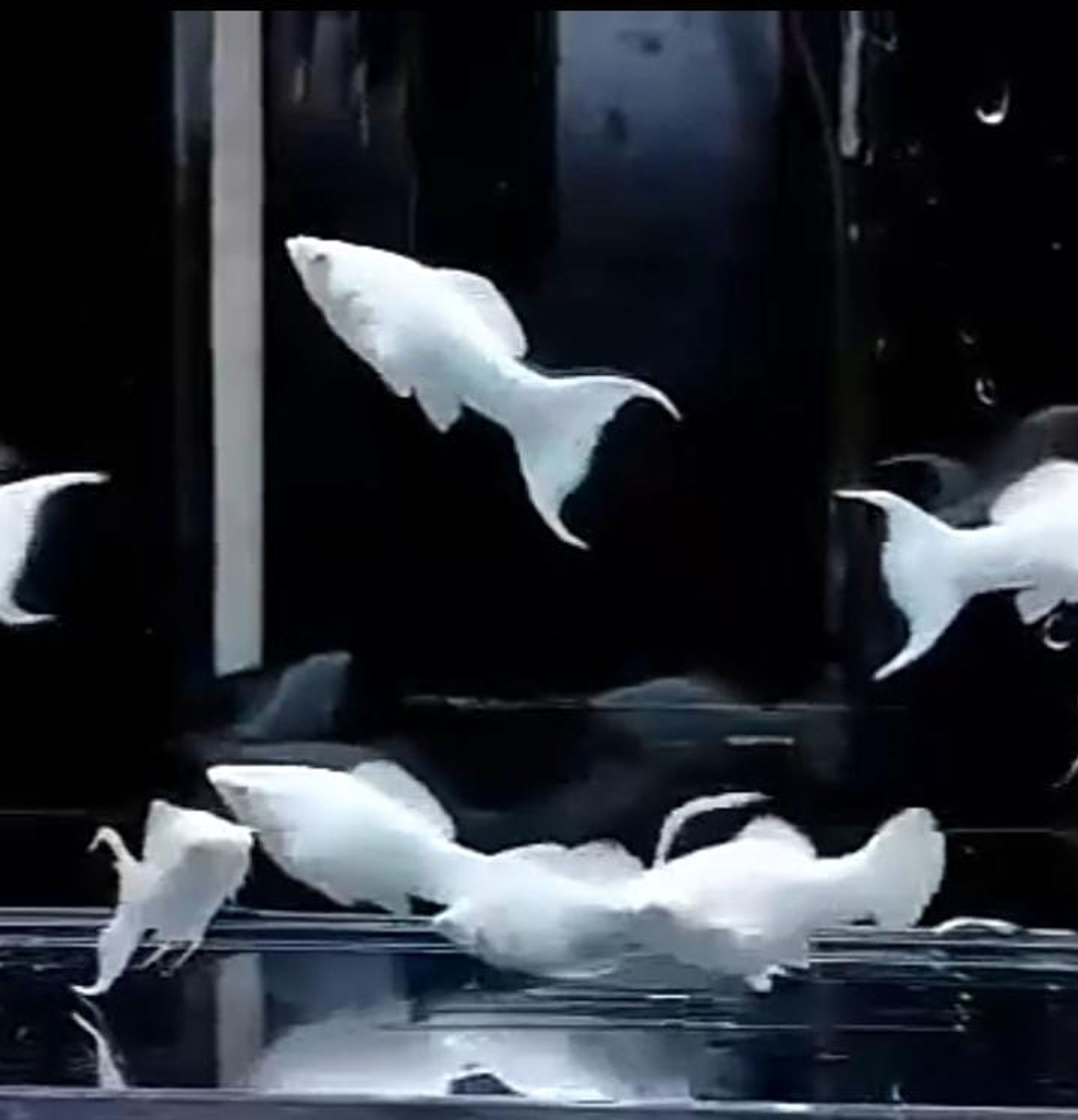 palty white blue eye ( RARE )