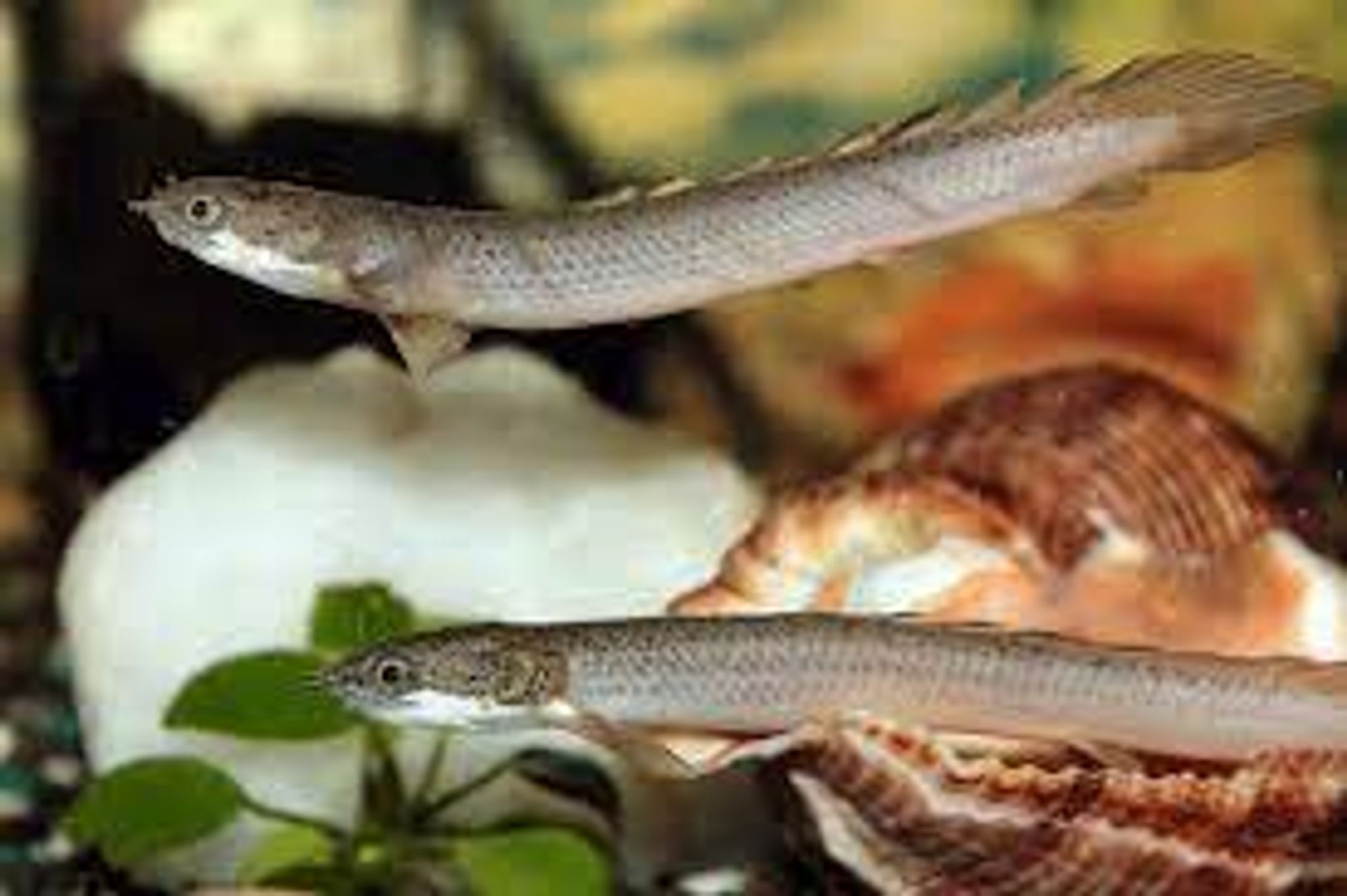 Polypterus Senegalus bichir 5-6cm