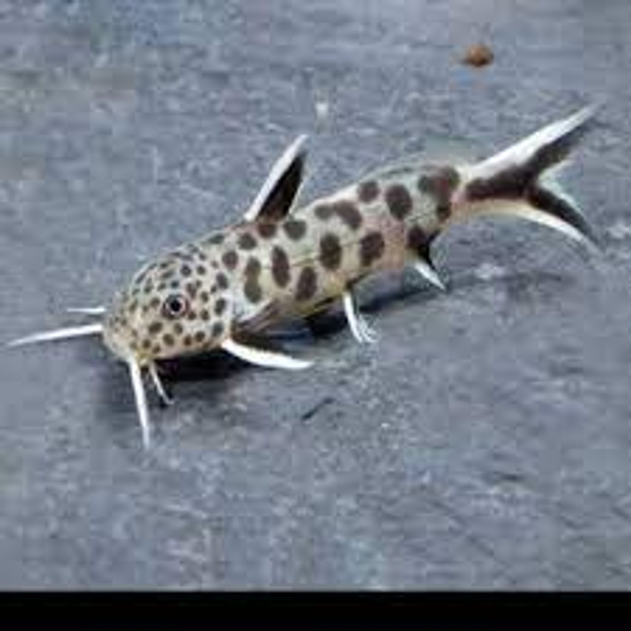 Synodontis Petricola catfish 2.5cm