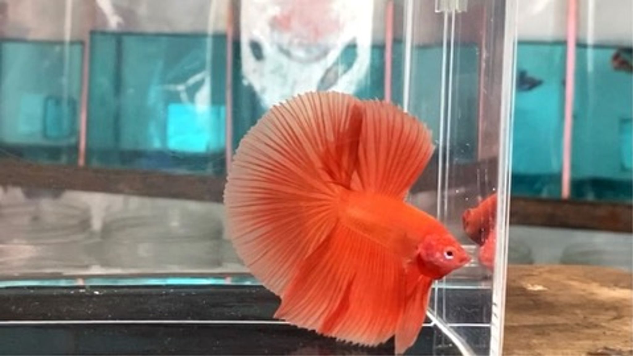 Halfmoon super orange