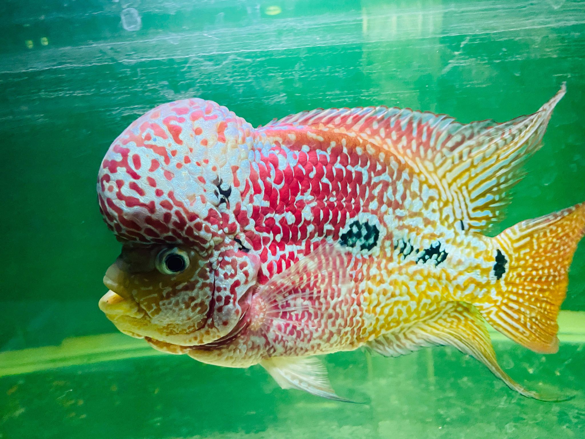 VERY BIG KOK TWO TONE KAMFA FLOWERHORN 6 β Male HIGH FERTILITY FROM INDONESIA