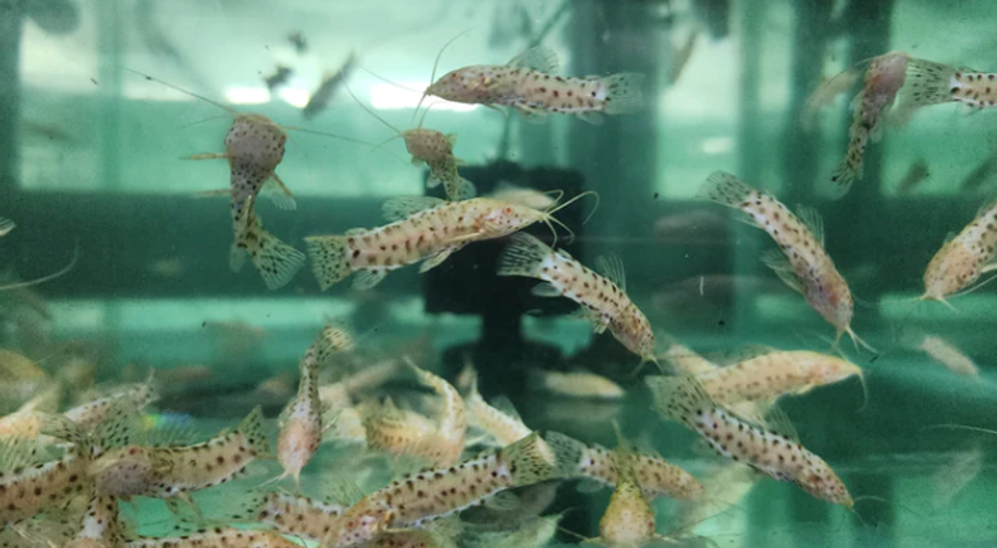 Albino Hoplo Catfish 5cm