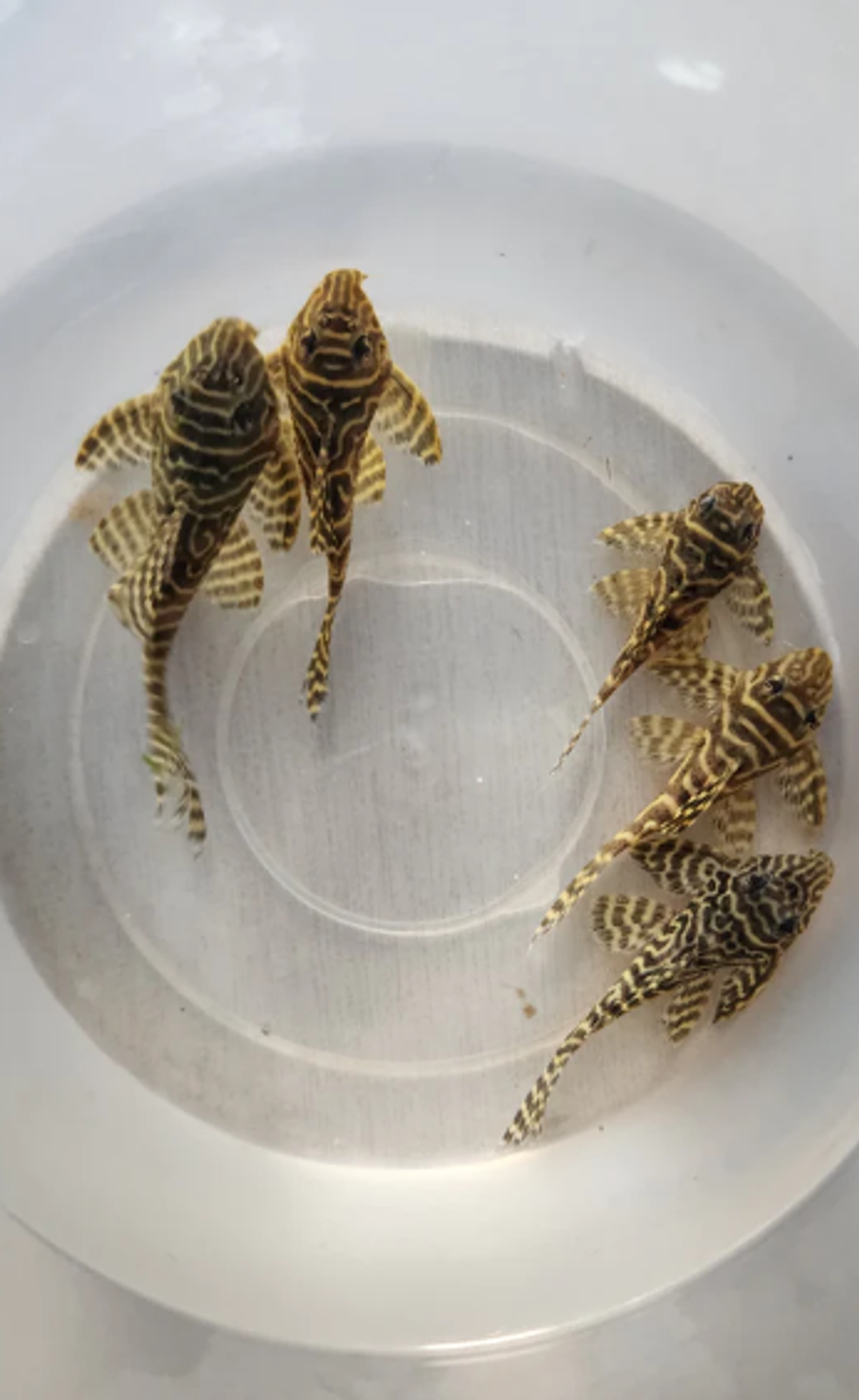 Pleco L333 5-6cm