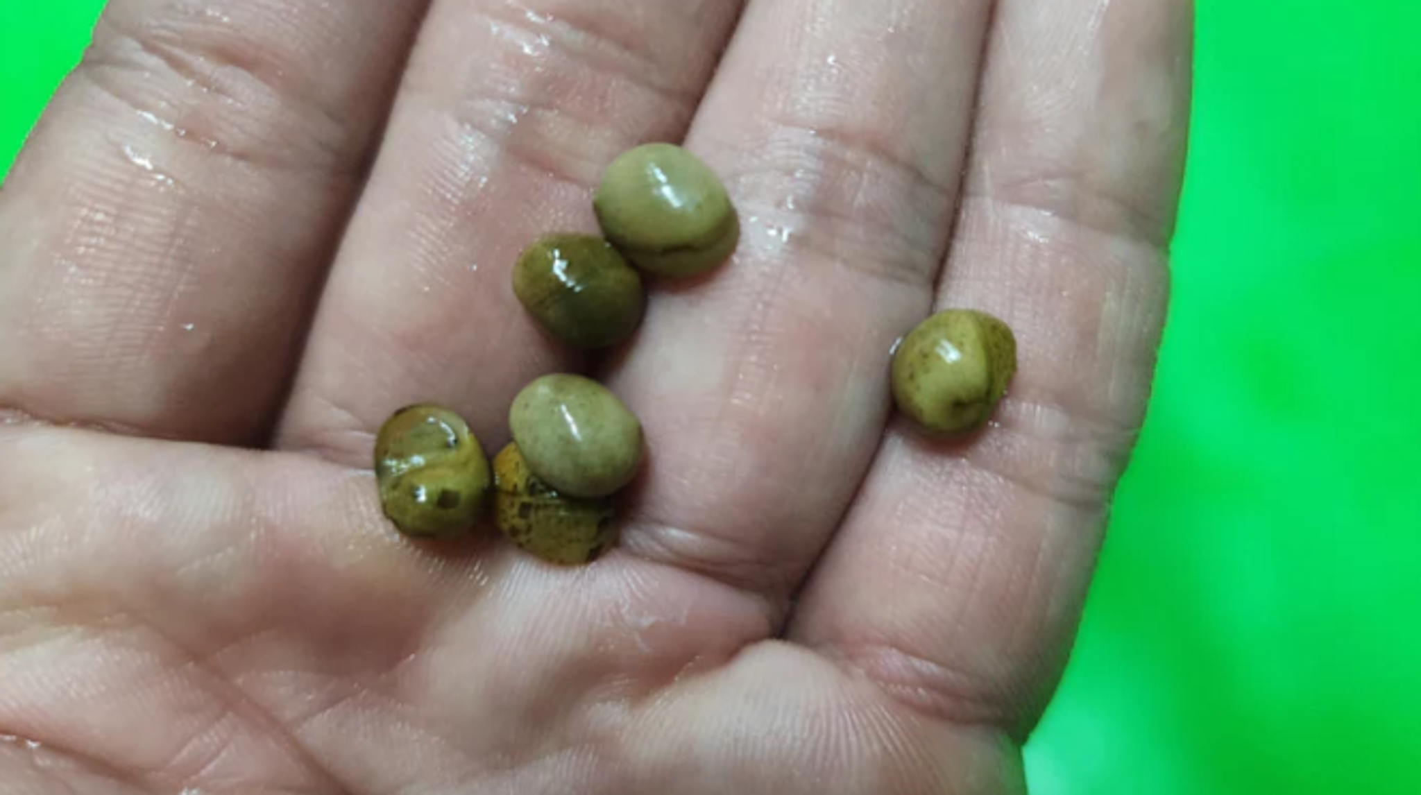 Yellow Pumpkin Snail 1cm