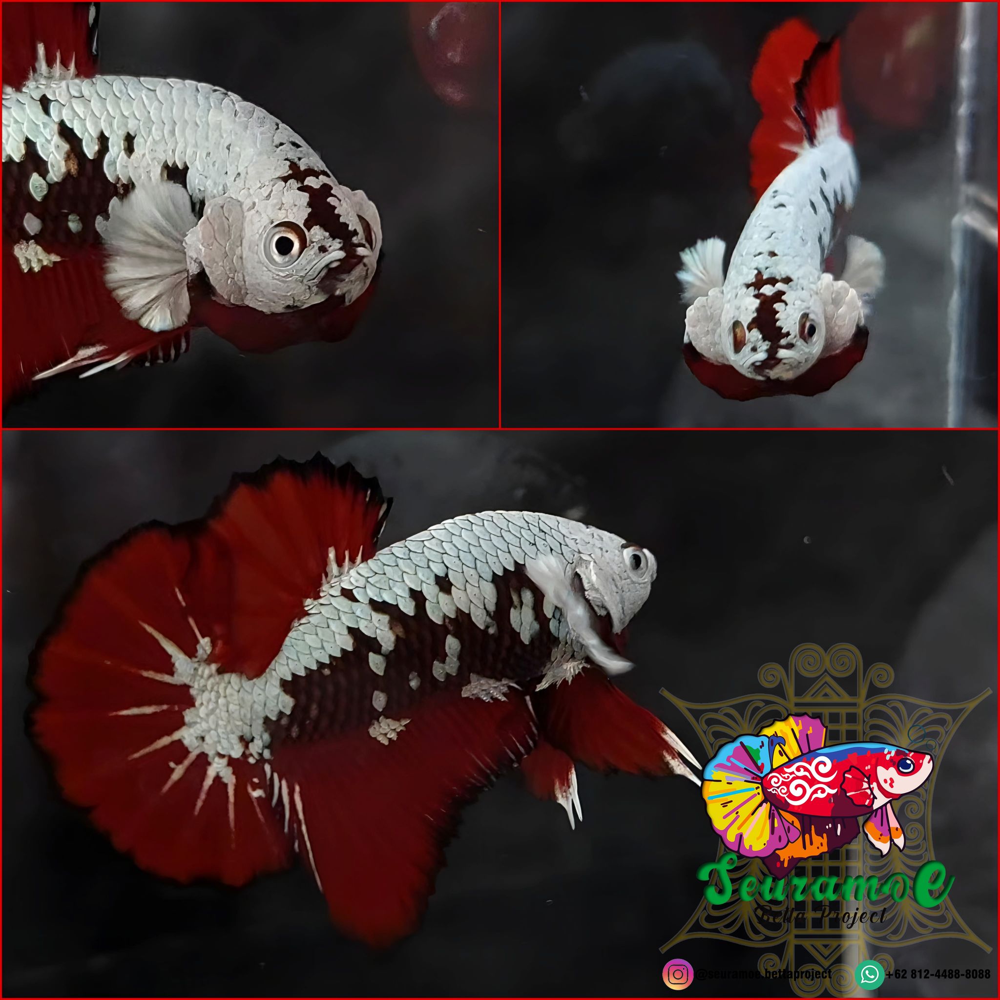 Mamba Snow Red Combination