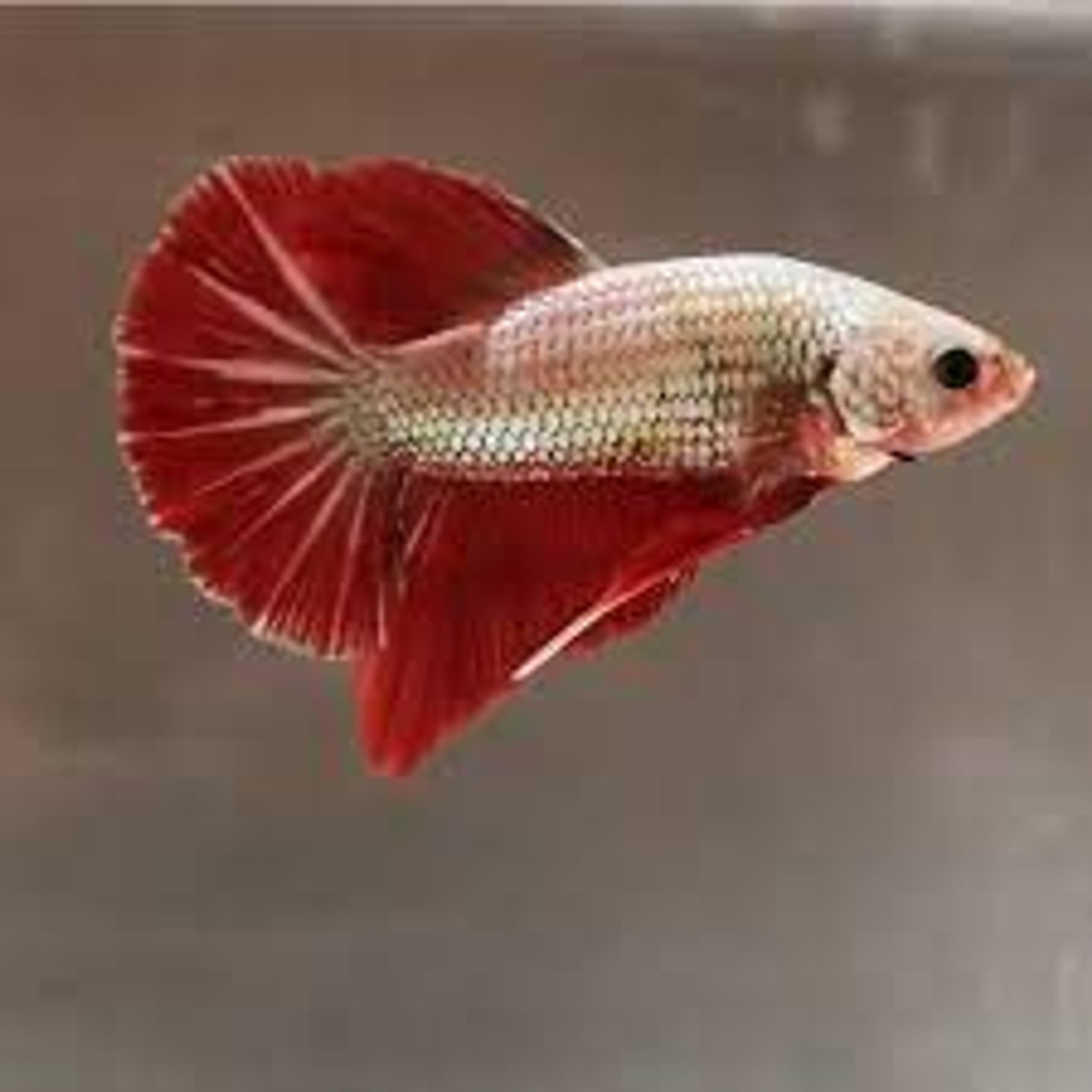 hmpk red dragon copper