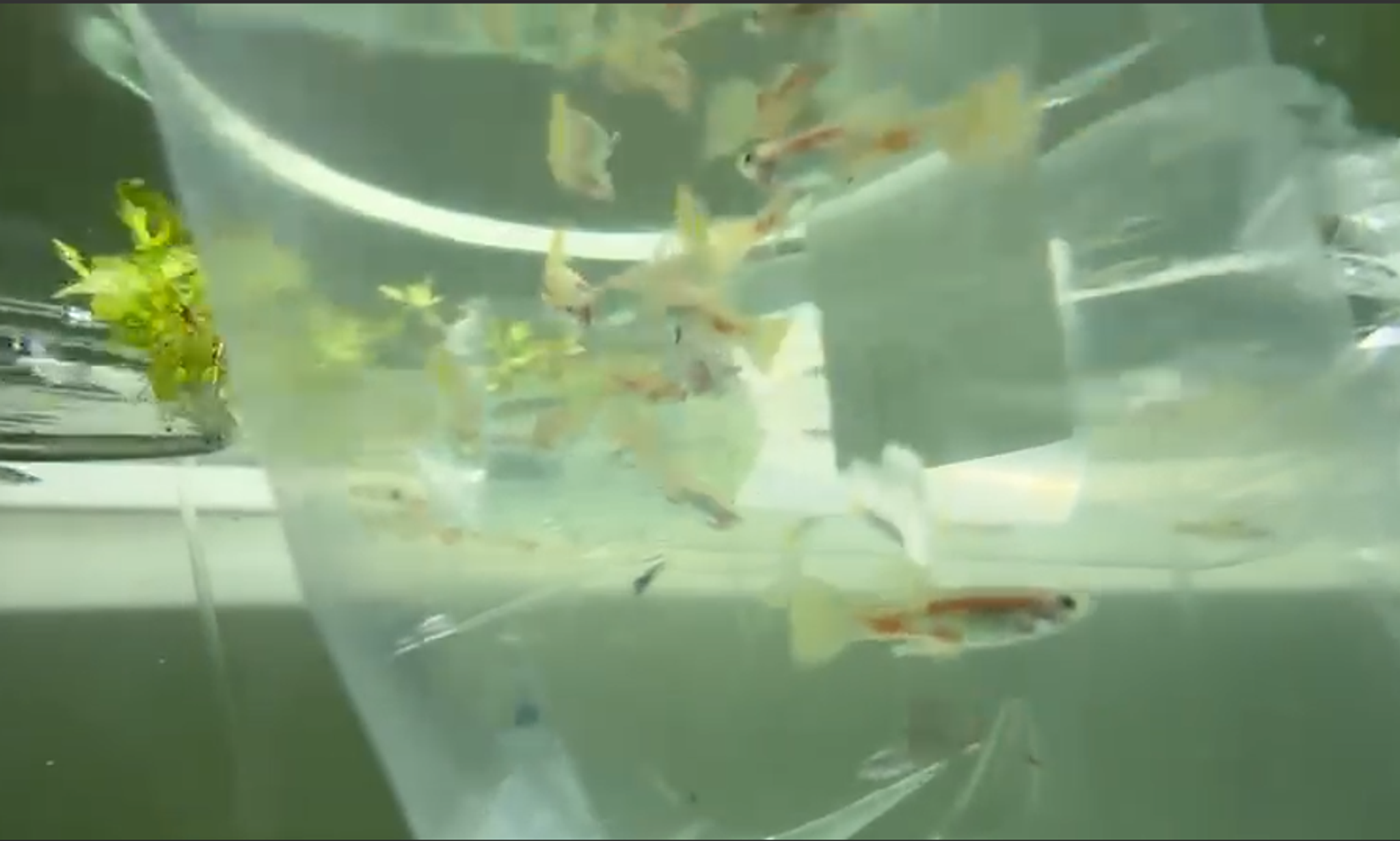 yellow mosaic guppy