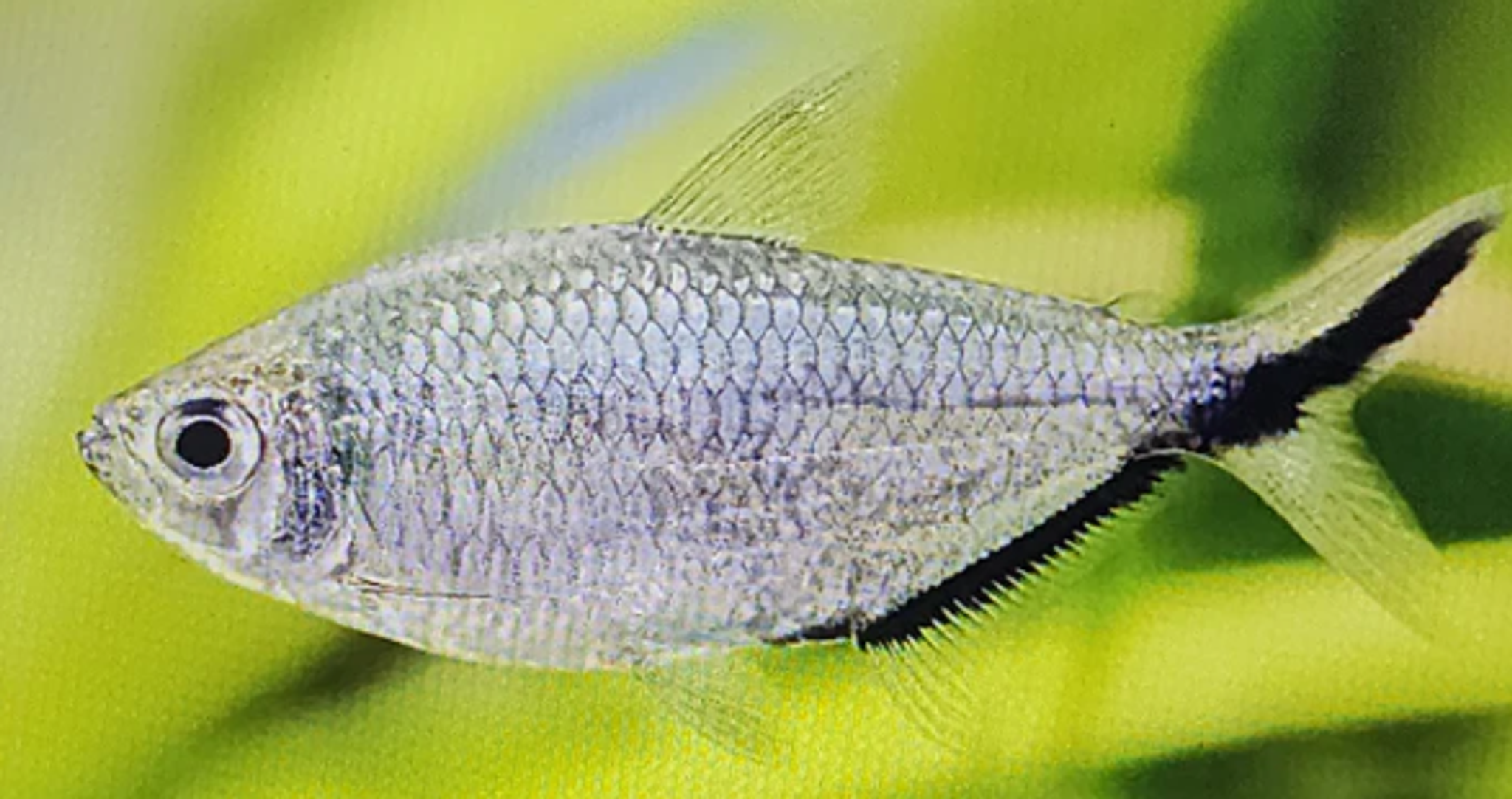 Moenkhausia costae tetra 2.5cm