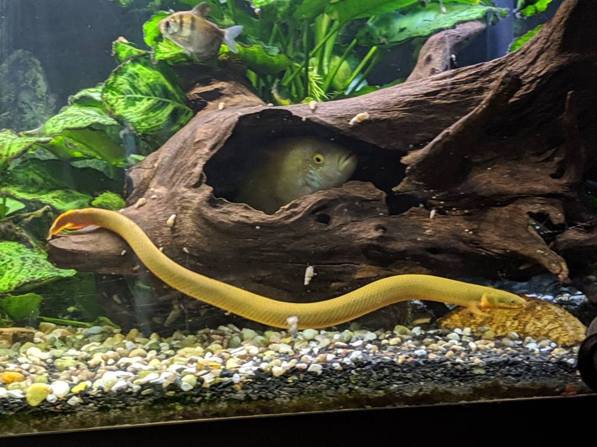 Rope fish