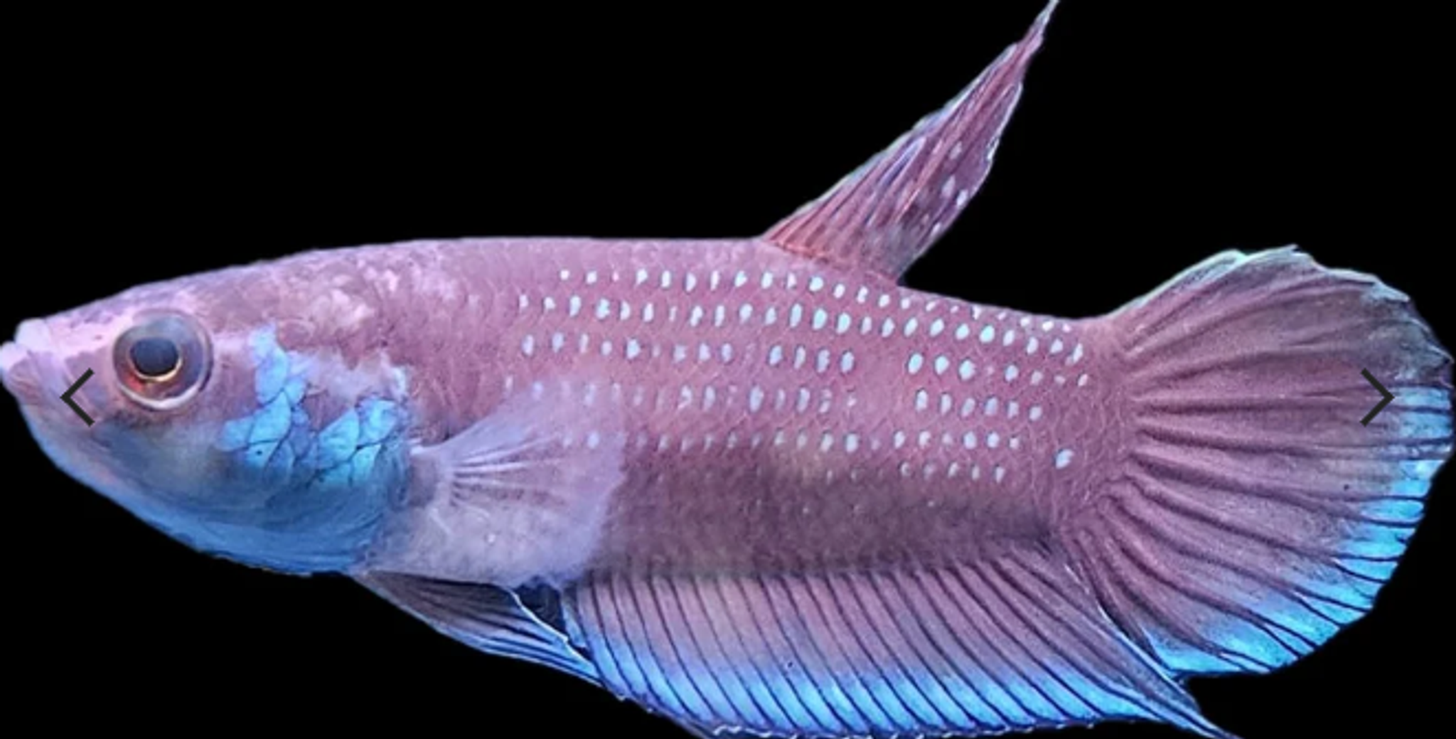 Betta sp. Malinau