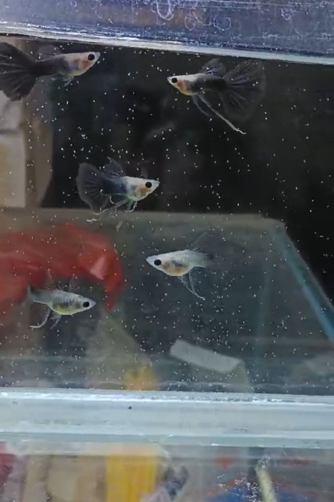 Half black blue glass belly short body ribbon fin guppy