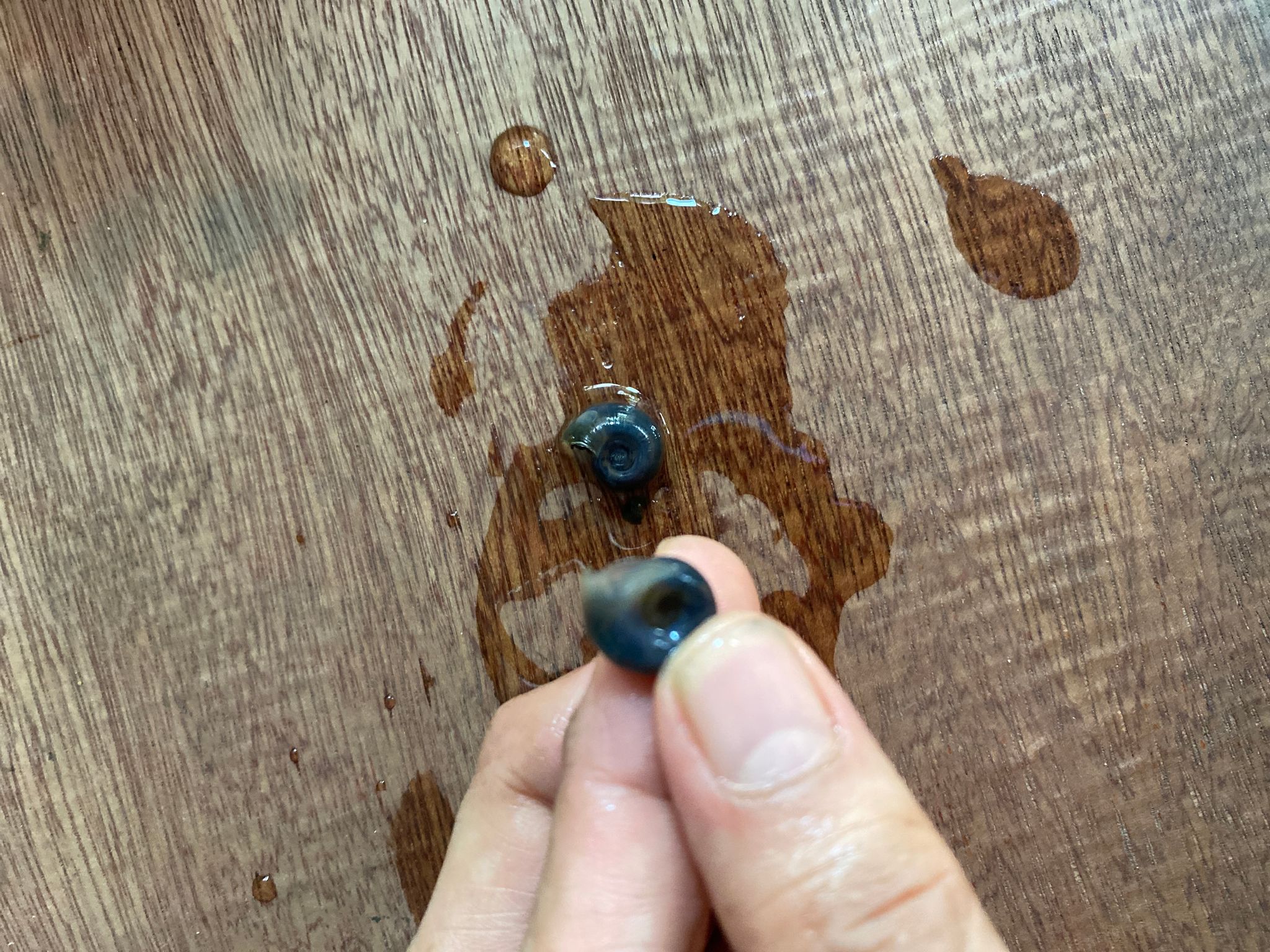 Blue ramshorn snails (Live Feeders for puffers)