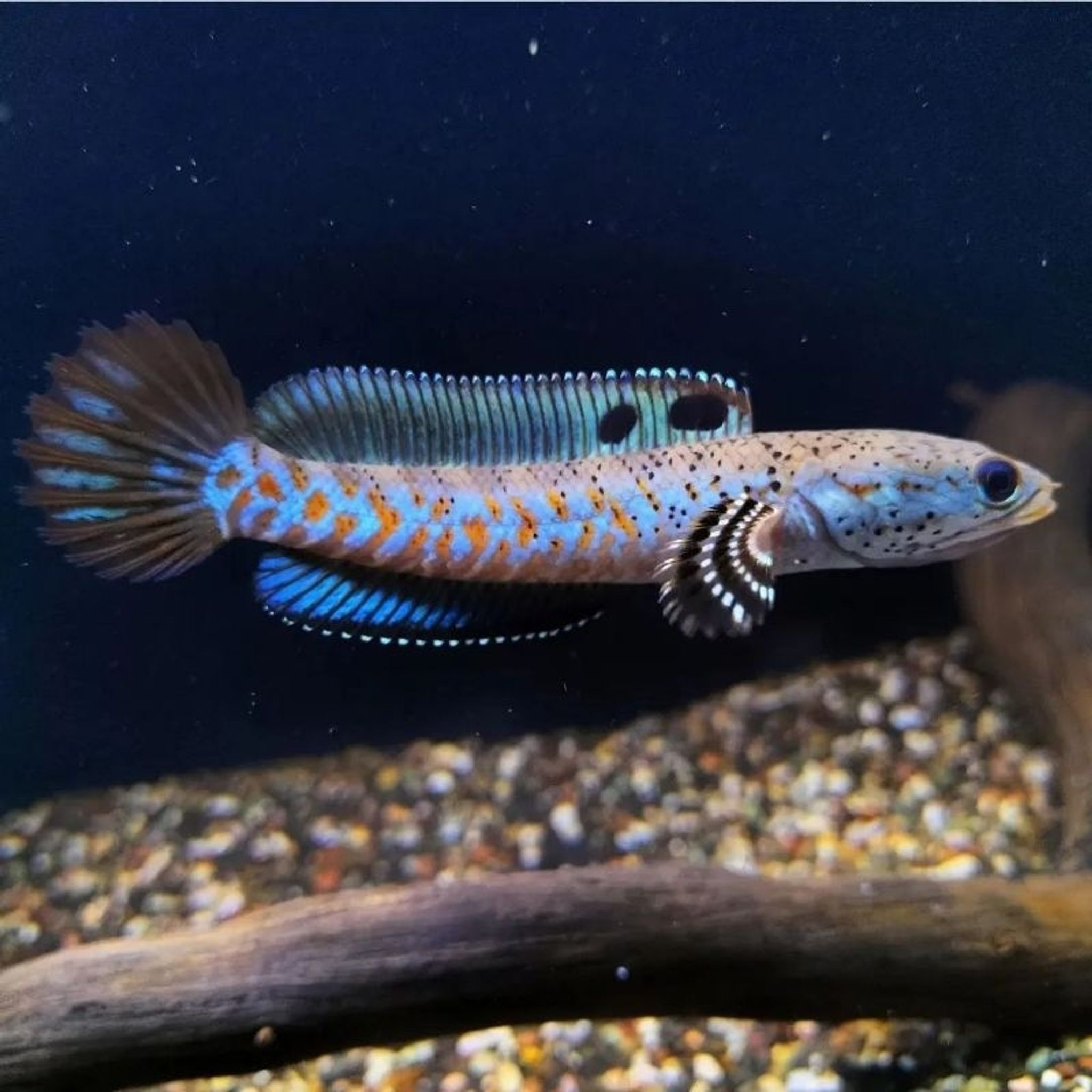Channa Blue Pulchra