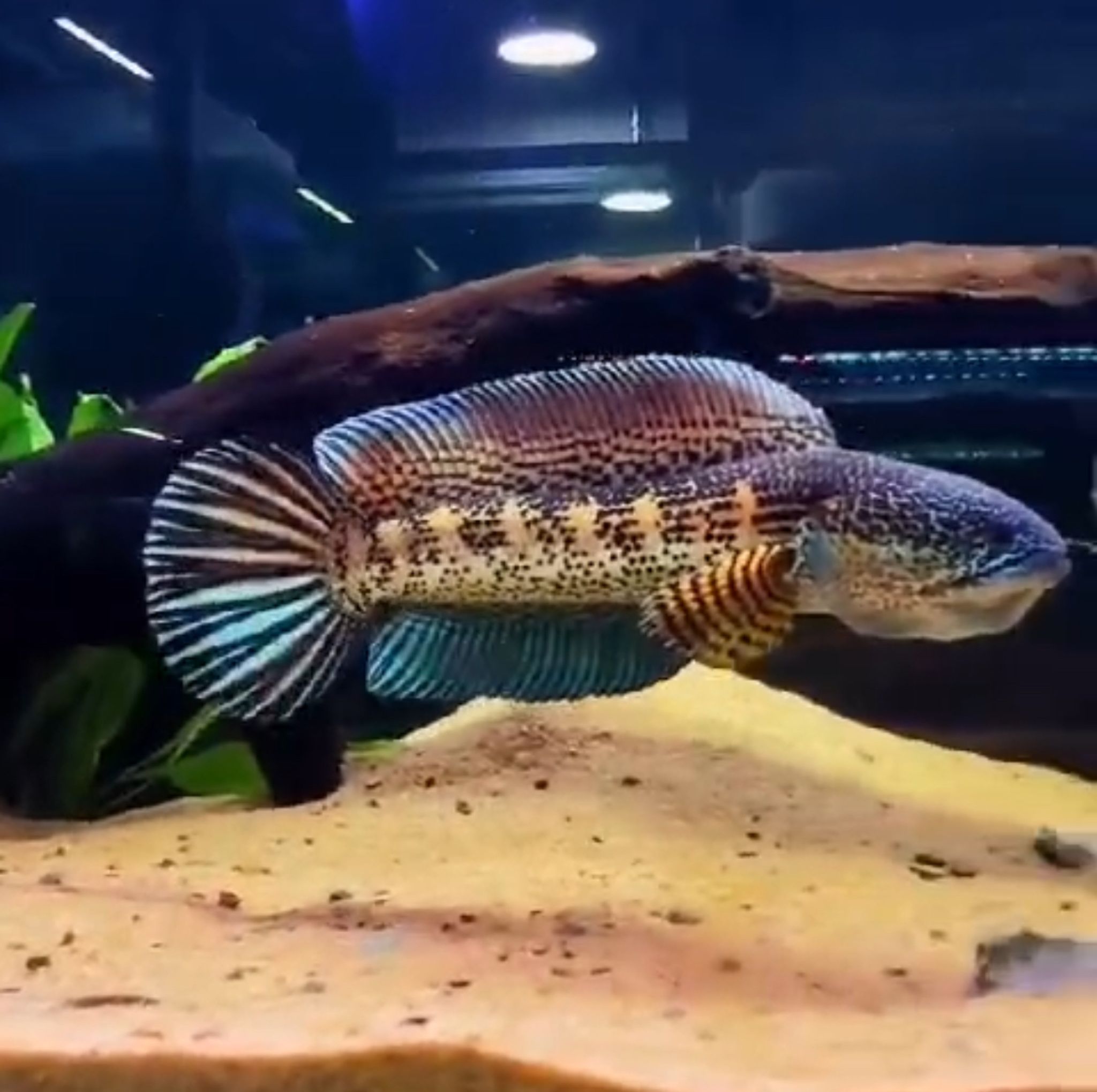 Channa Auranti Golden Cobra