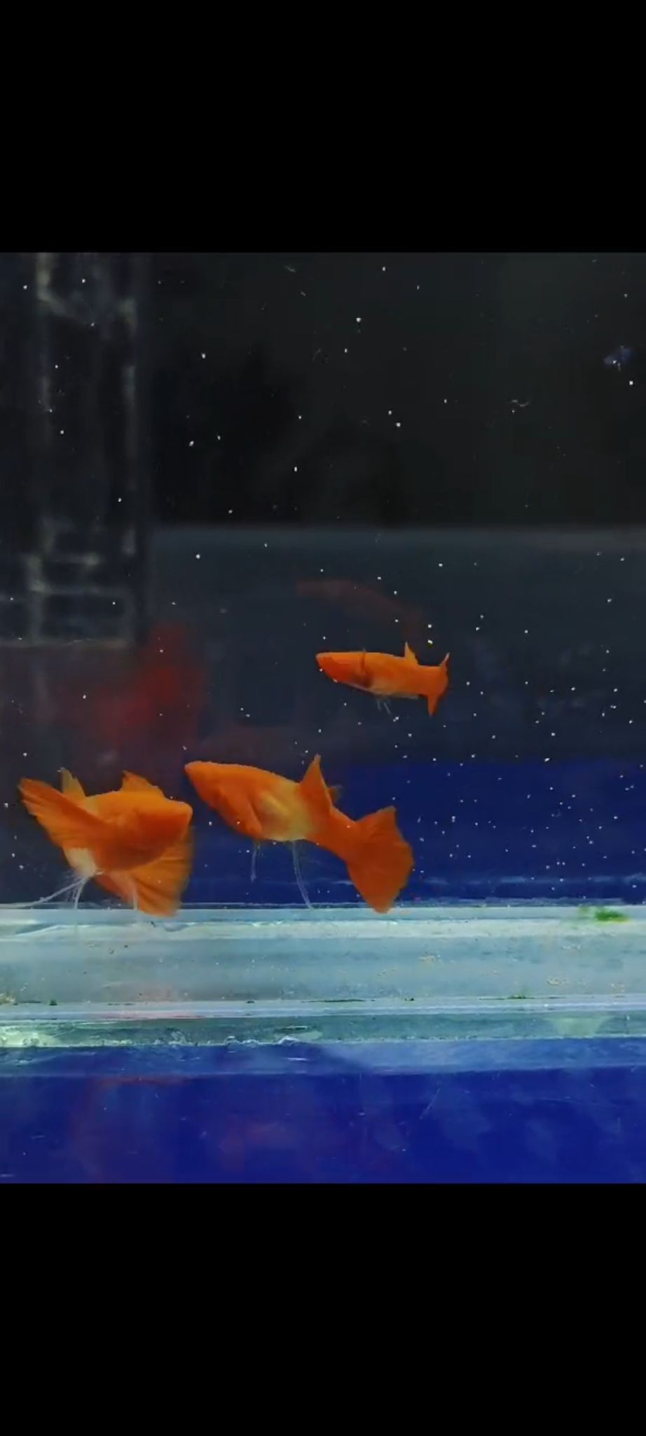 Albino koi red ear glass belly ribbon fin