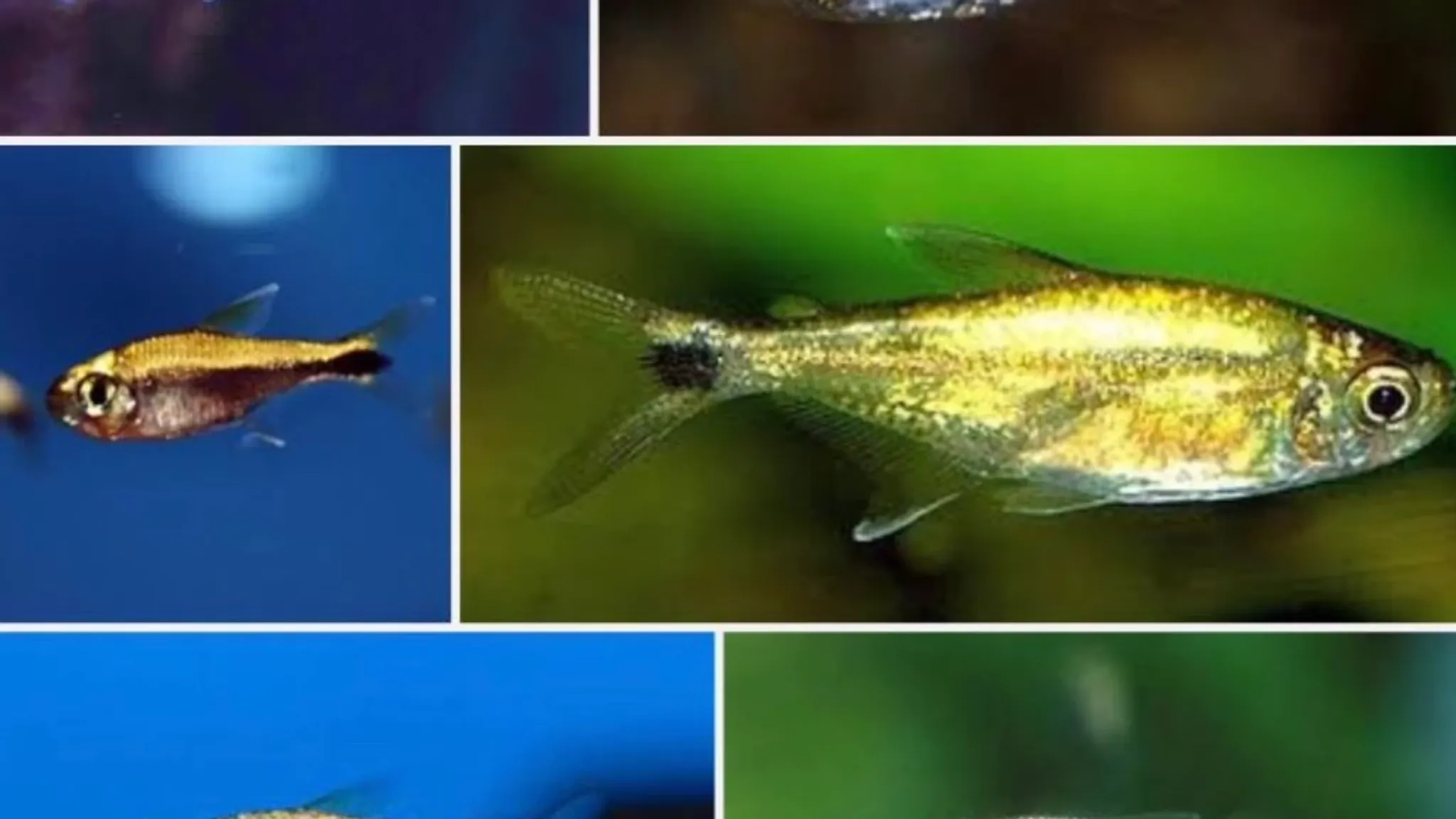 Wild Golden Tetra