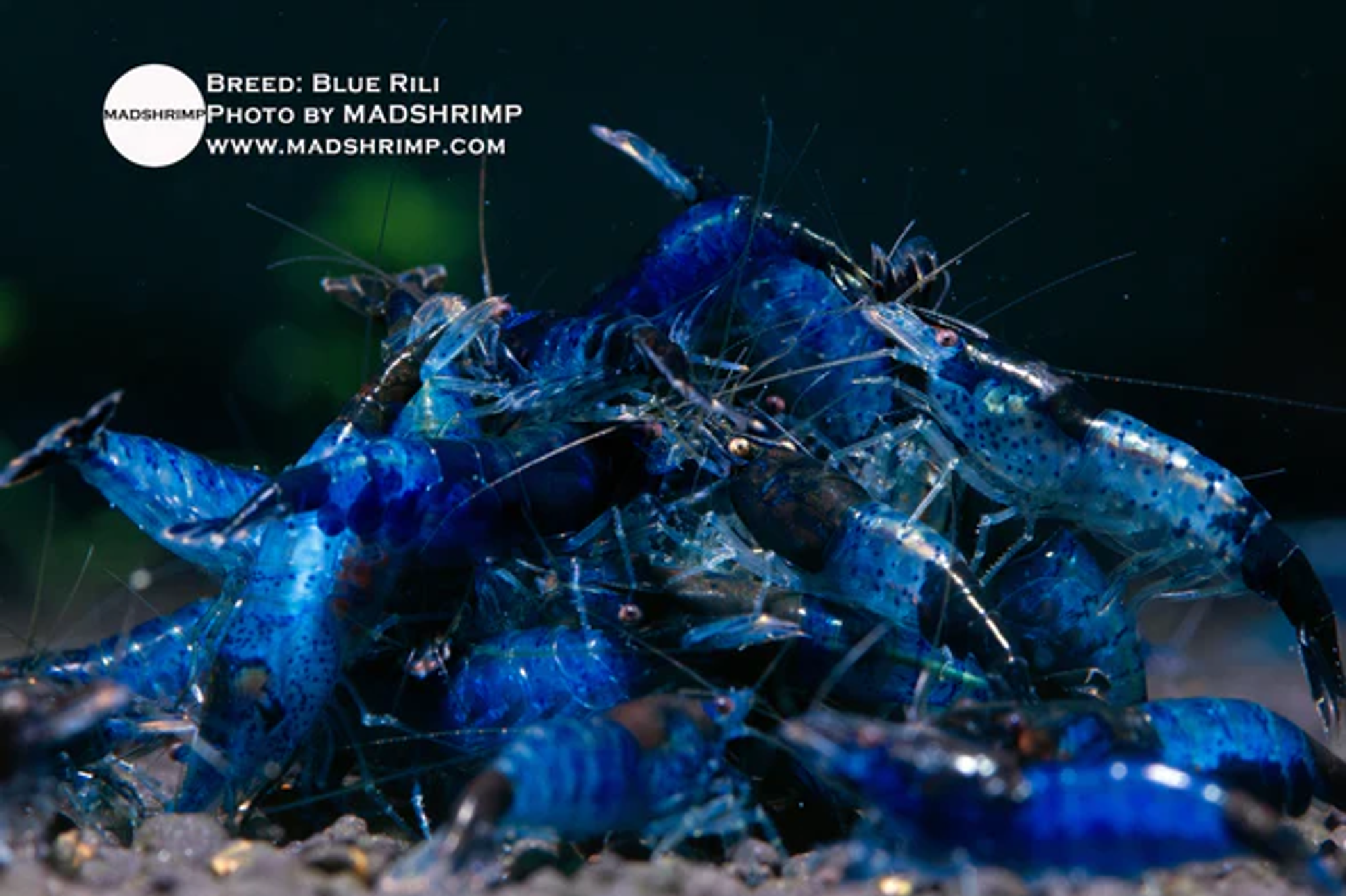 Blue Rili Shrimp