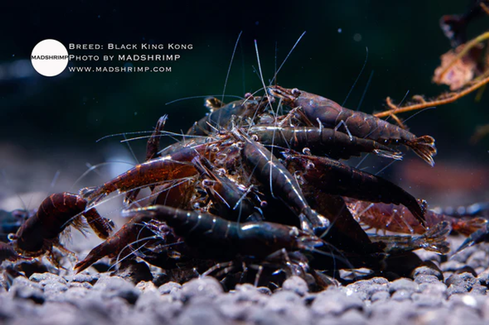 Black Rose Shrimp
