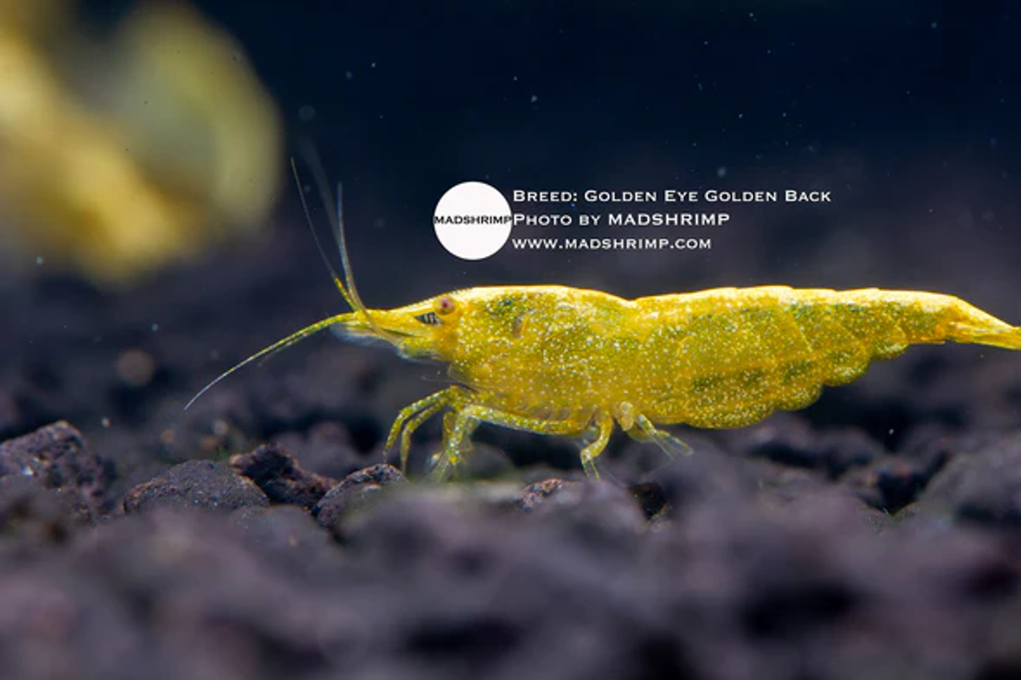 Golden Eye Golden Back Shrimp